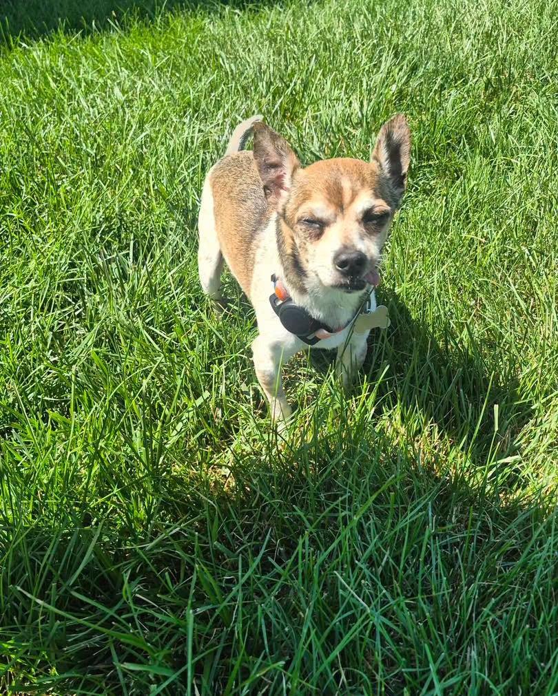 Mr. Nibbles, a Adoptable mixed breed in Richmond, KY image 3/6