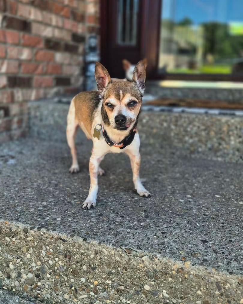 Mr. Nibbles, a Adoptable mixed breed in Richmond, KY image 4/6