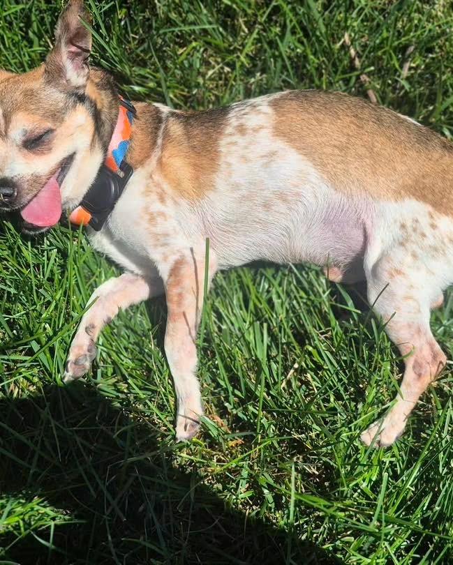 Mr. Nibbles, a Adoptable mixed breed in Richmond, KY image 5/6