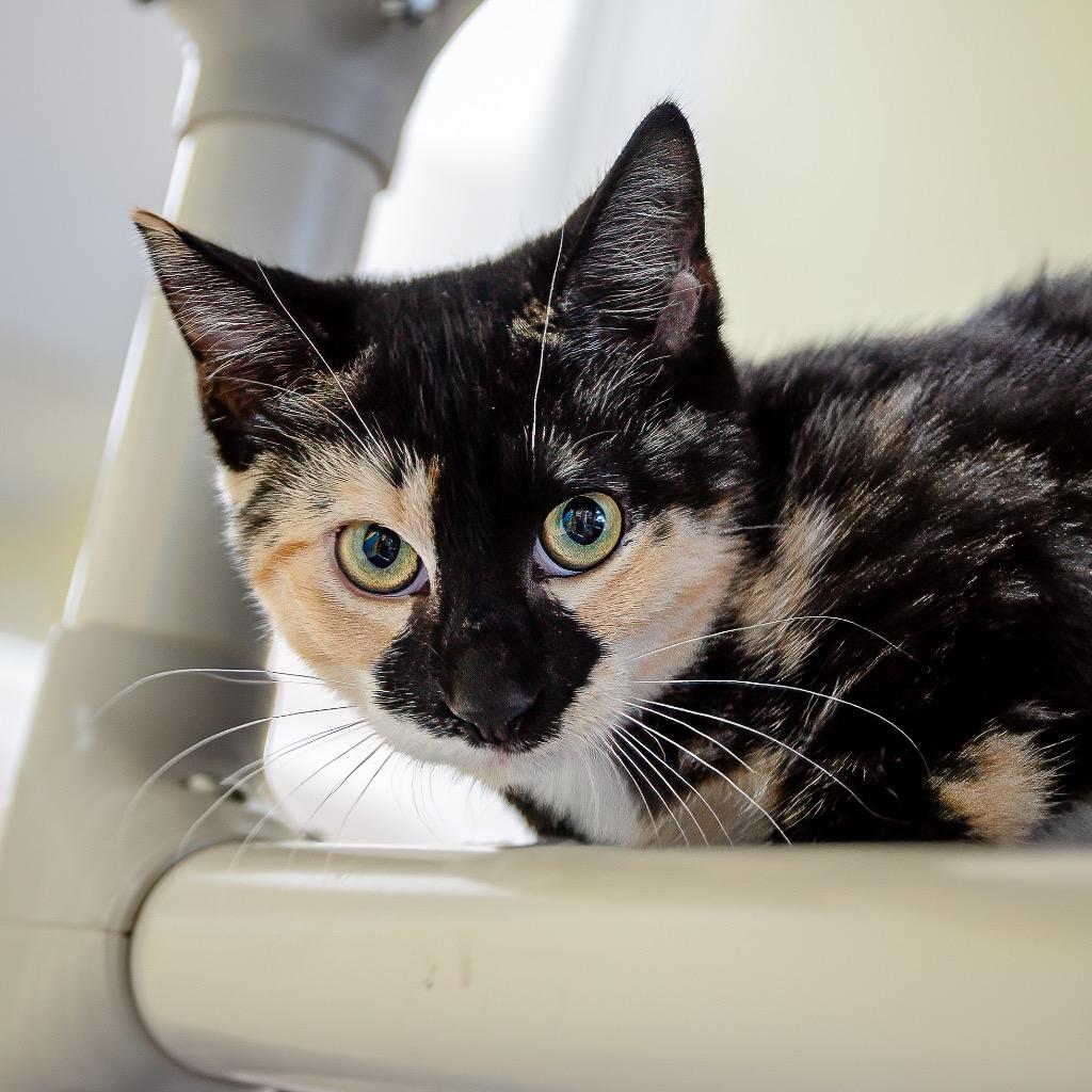 Enlarge Florence, a Adoptable Domestic Short Hair in Saint Petersburg, FL image 1/1