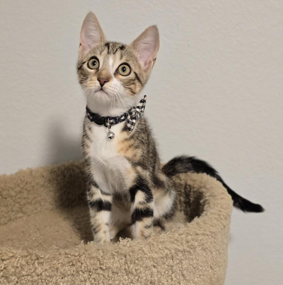 Lisa, Adoptable, Kitten Male Domestic Short Hair.