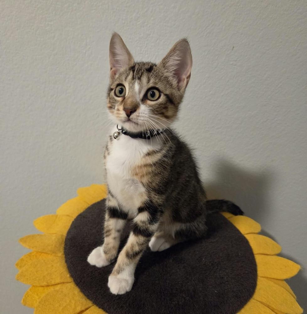 Enlarge Lisa, a Adoptable mixed breed in Sedalia, CO image 3/5
