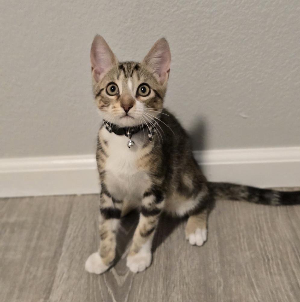 Enlarge Lisa, a Adoptable mixed breed in Sedalia, CO image 4/5