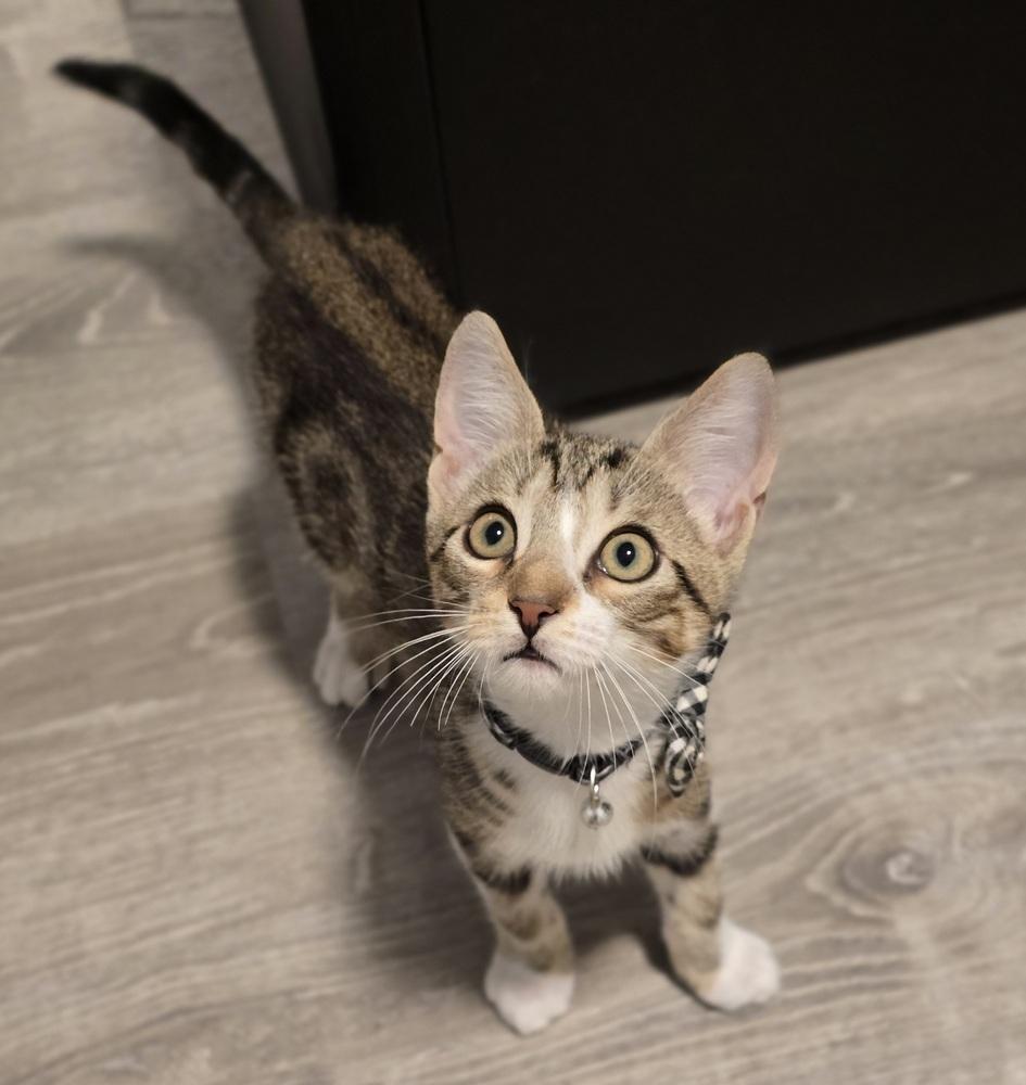 Enlarge Lisa, a Adoptable mixed breed in Sedalia, CO image 5/5