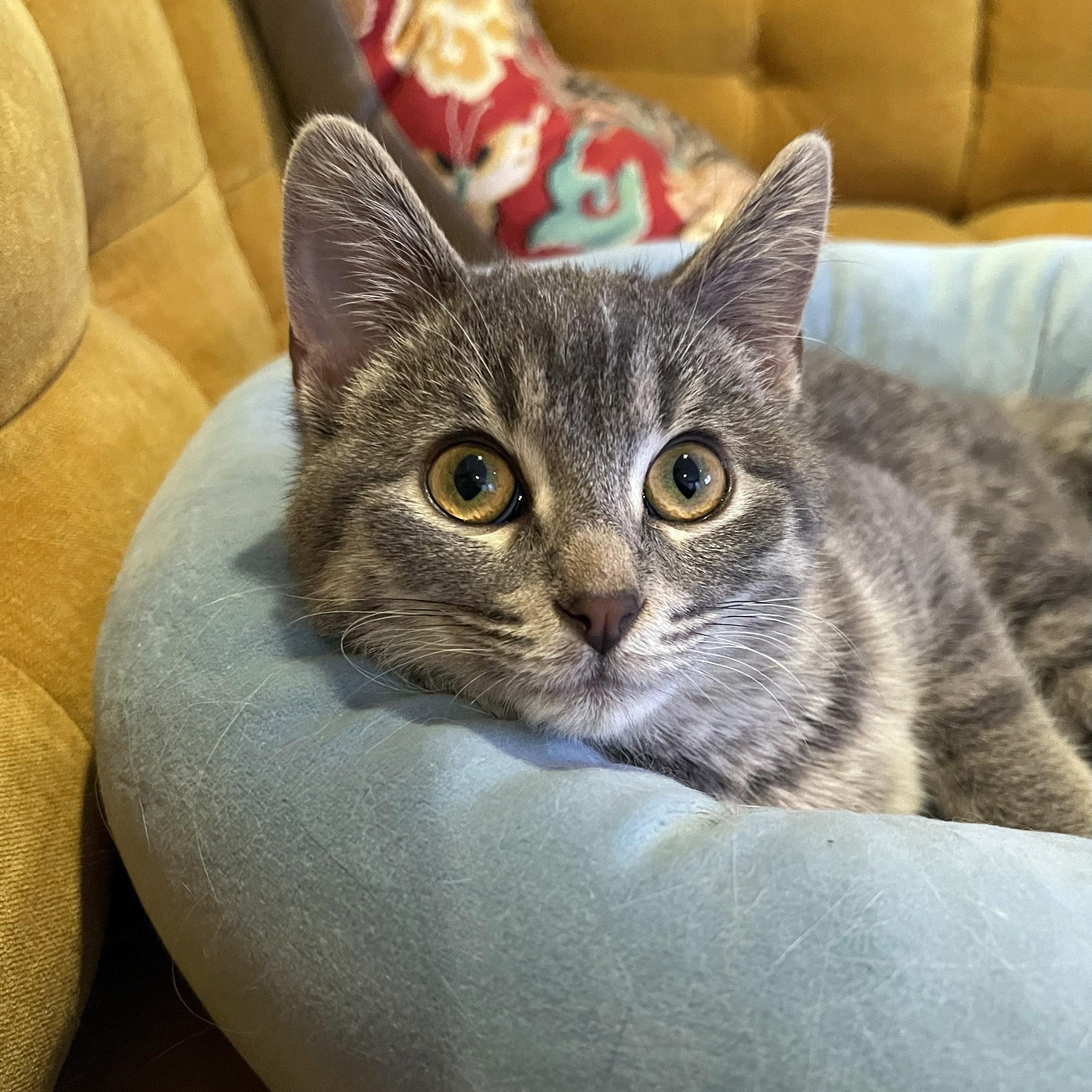 Minnie, a ADOPTABLE mixed breed in Chicago, IL image 3/6