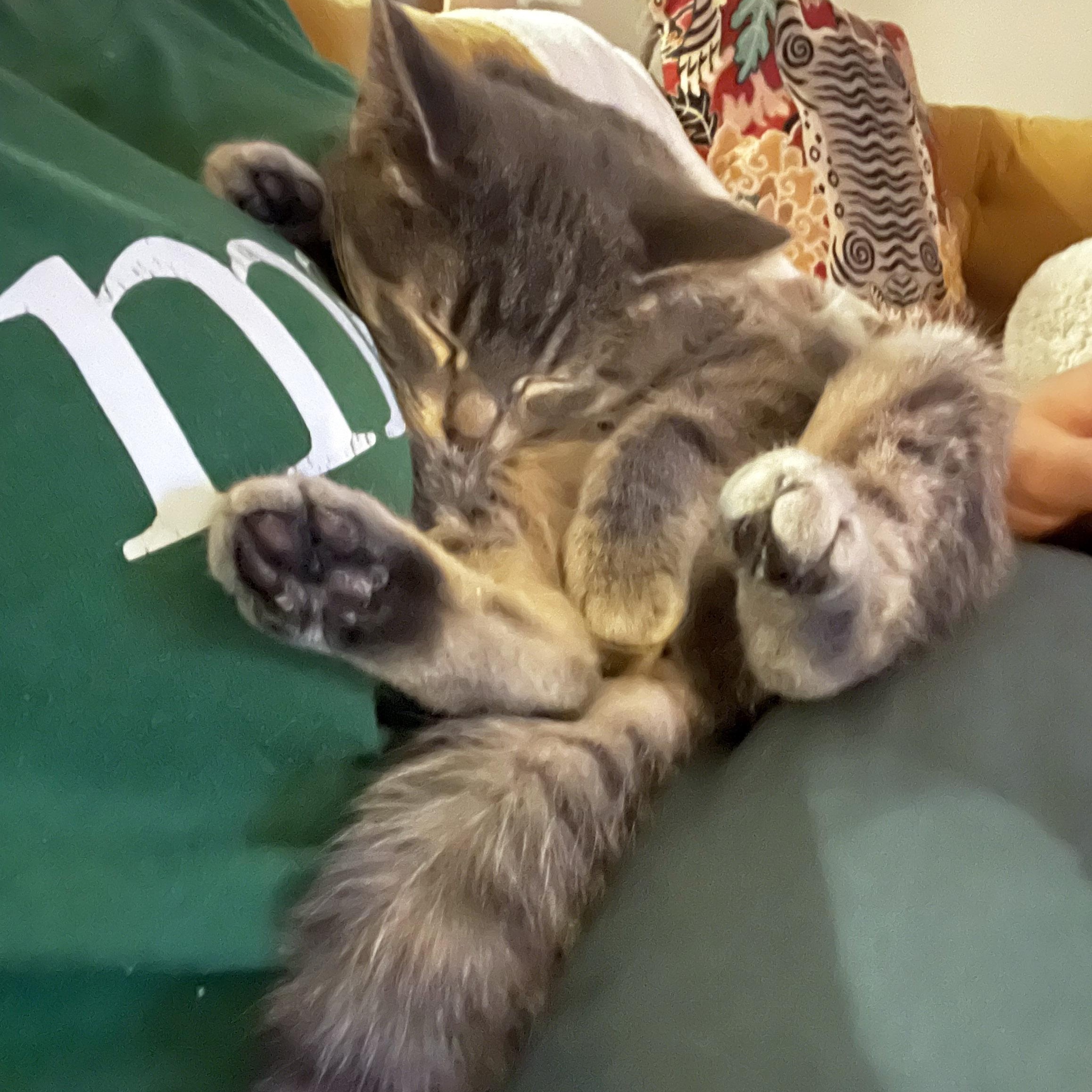 Minnie, a ADOPTABLE mixed breed in Chicago, IL image 4/6