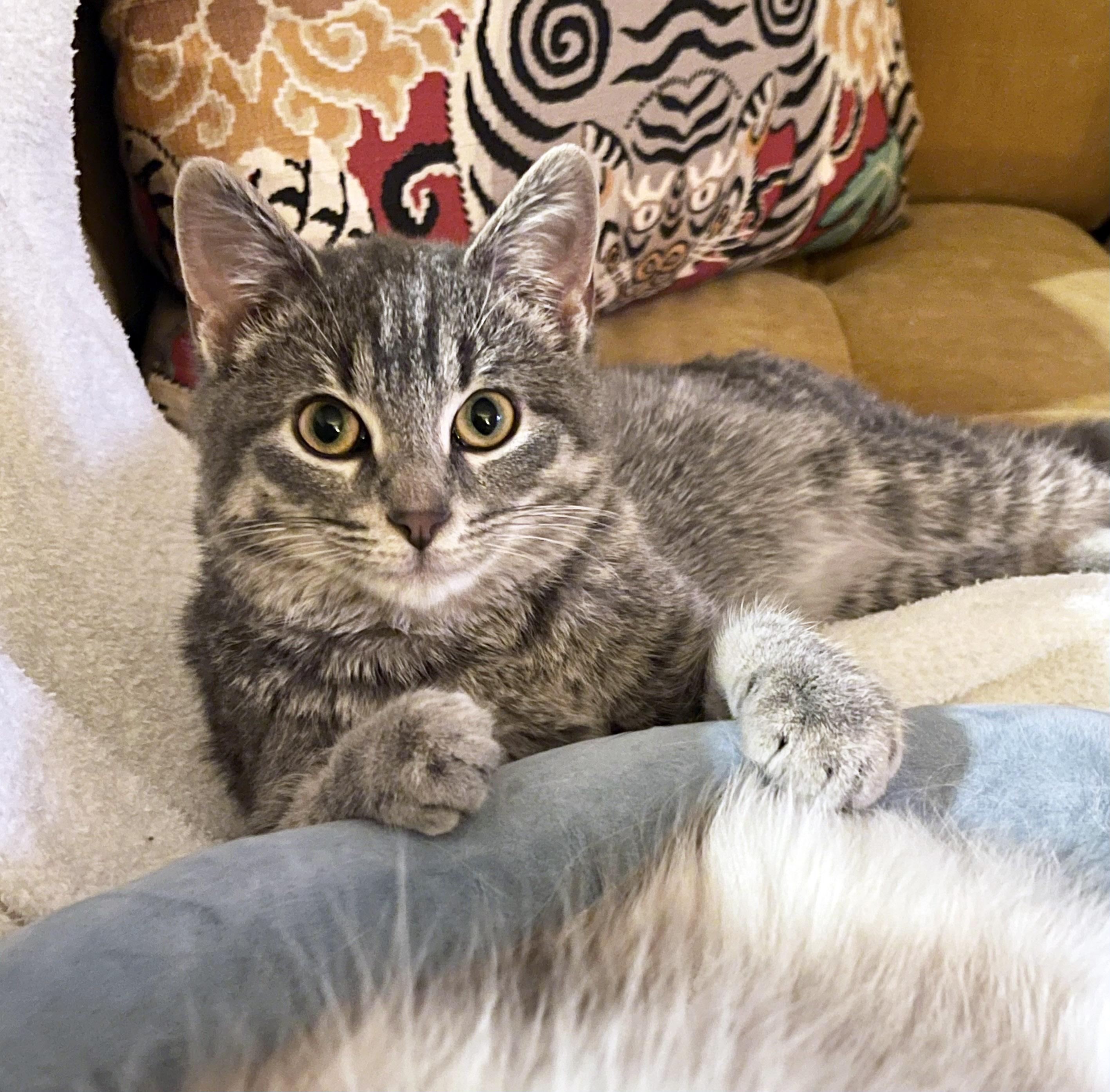 Minnie, ADOPTABLE, Kitten Female Tabby & Domestic Short Hair.