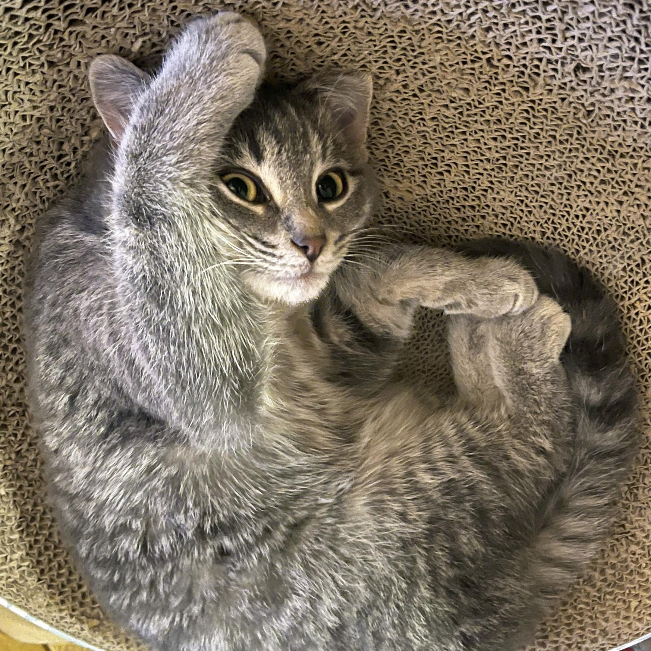 Minnie, a ADOPTABLE mixed breed in Chicago, IL image 2/6