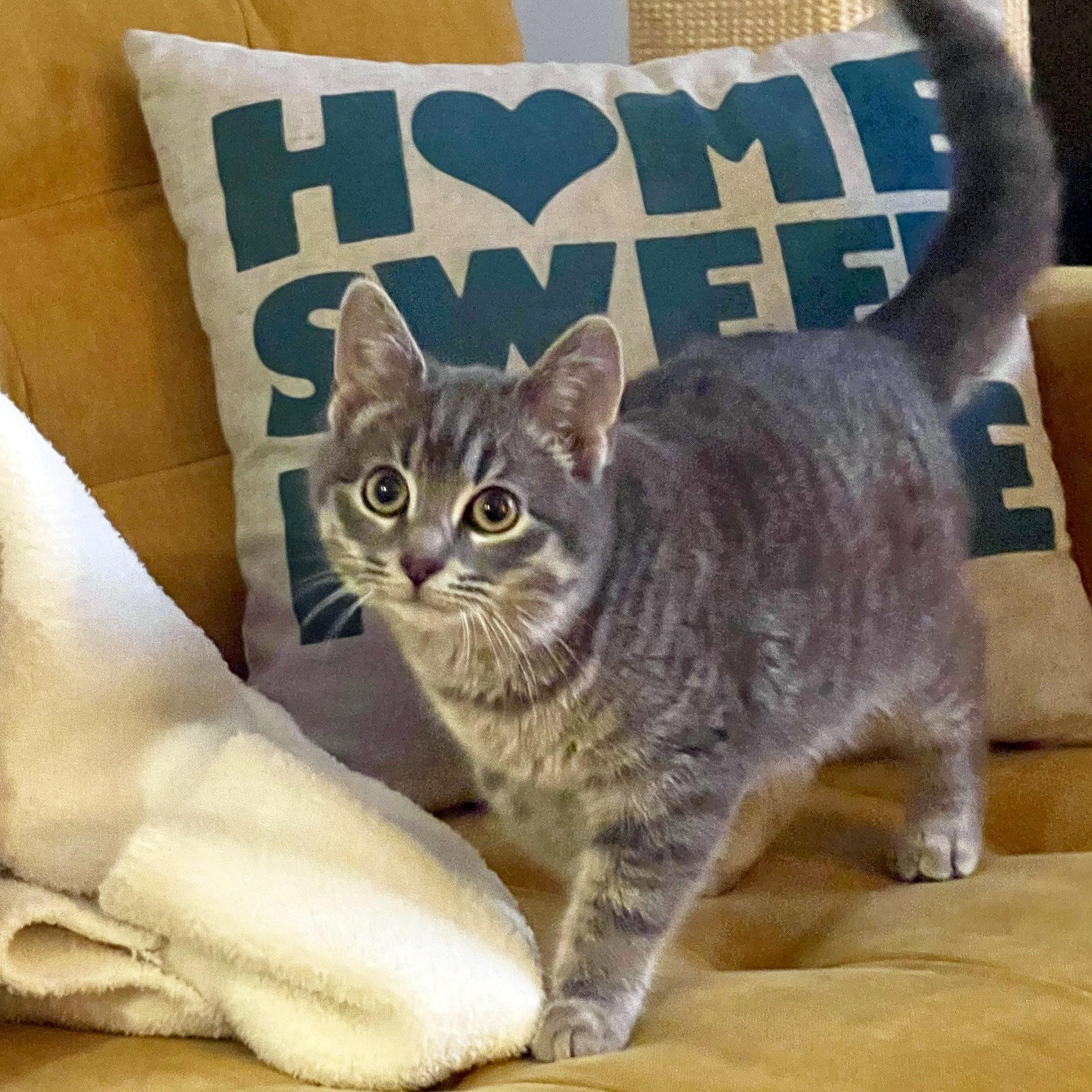 Minnie, a ADOPTABLE mixed breed in Chicago, IL image 5/6