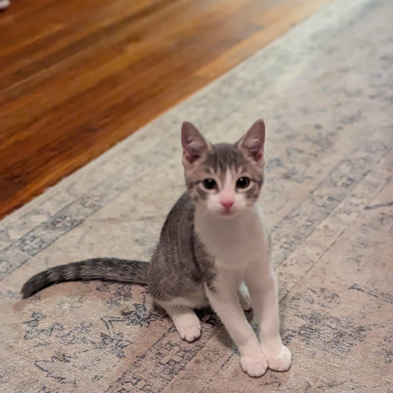 Marvin, Adoptable, Young Male Domestic Short Hair.