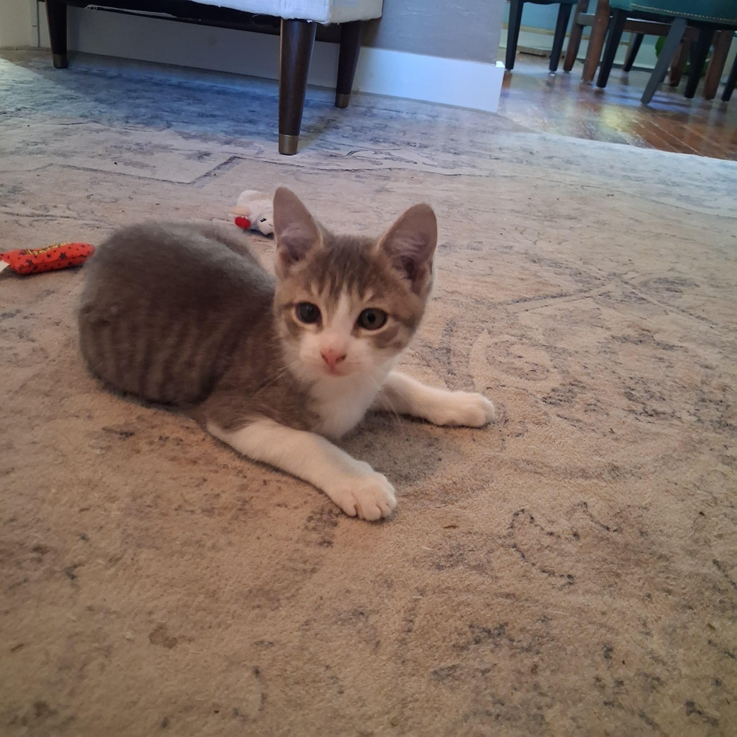 Enlarge Marvin, a Adoptable Domestic Short Hair in Pittsburgh, PA image 5/6
