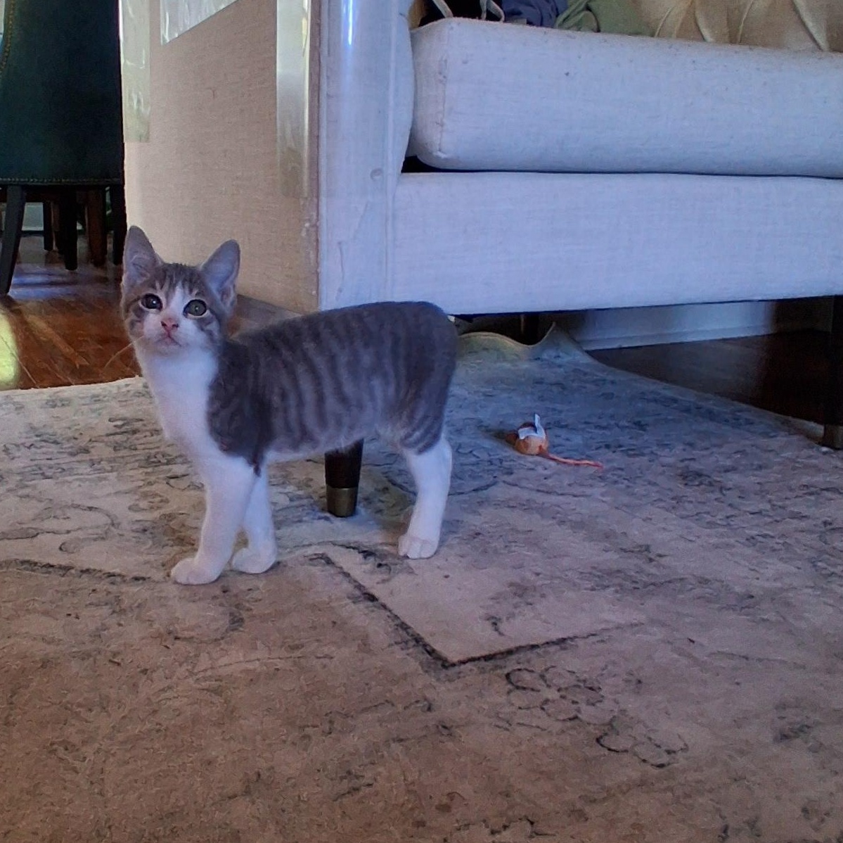 Enlarge Marvin, a Adoptable Domestic Short Hair in Pittsburgh, PA image 4/6