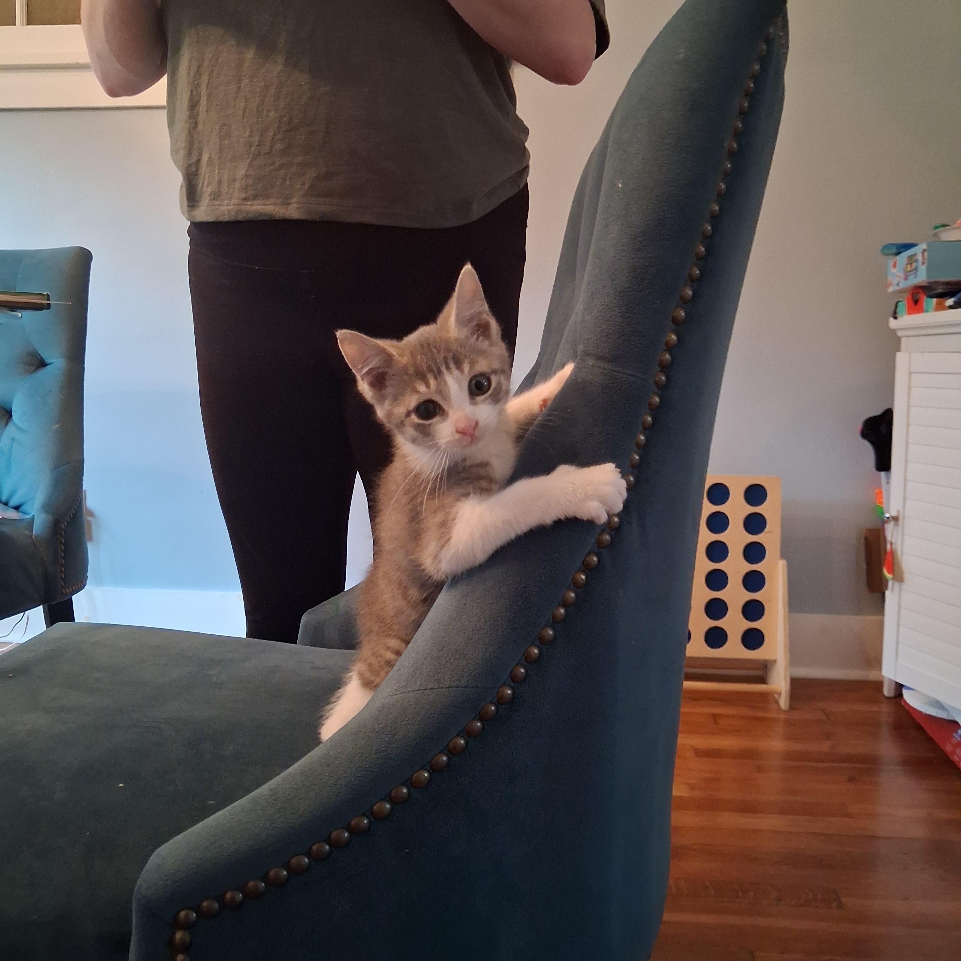 Enlarge Marvin, a Adoptable Domestic Short Hair in Pittsburgh, PA image 6/6