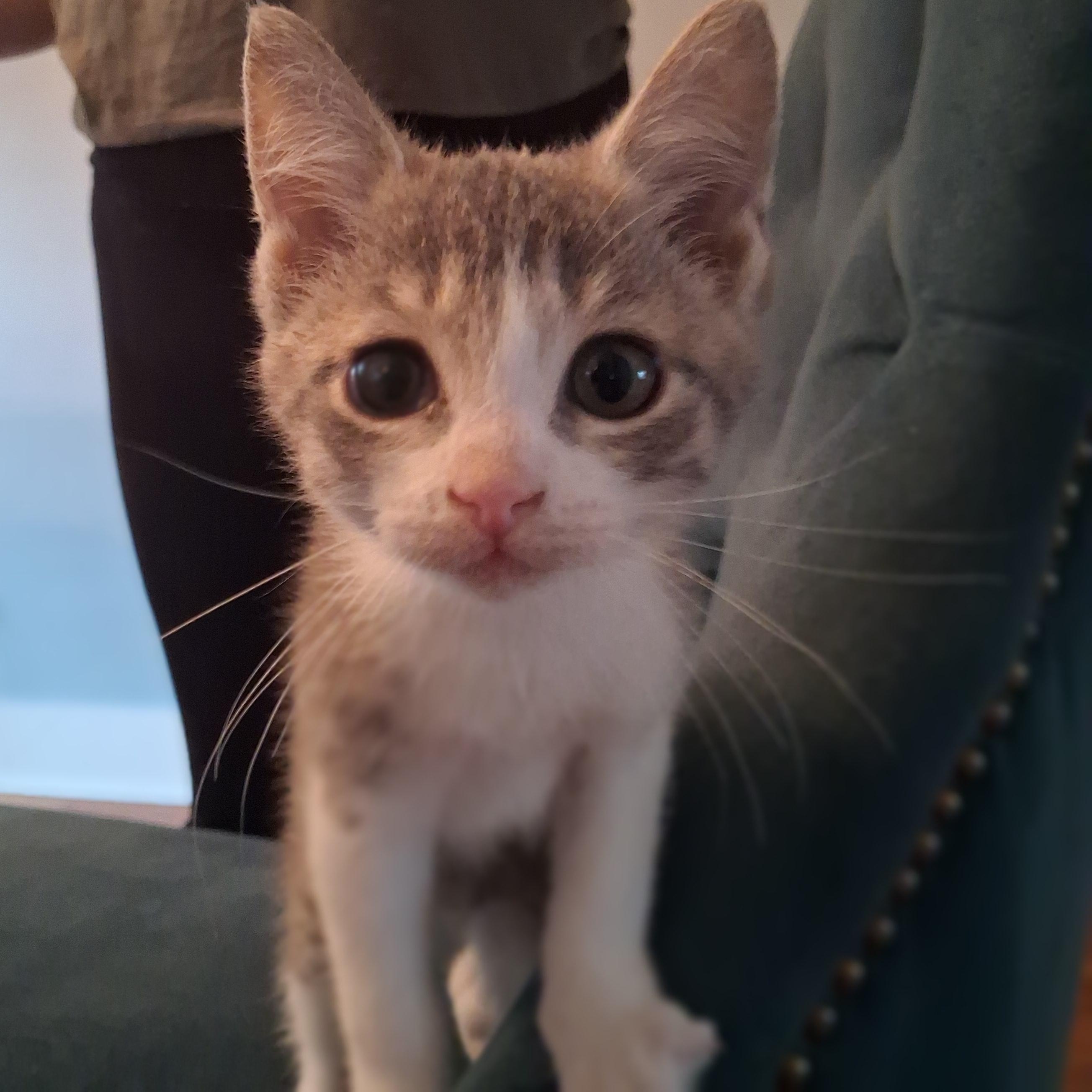Enlarge Marvin, a Adoptable Domestic Short Hair in Pittsburgh, PA image 1/6