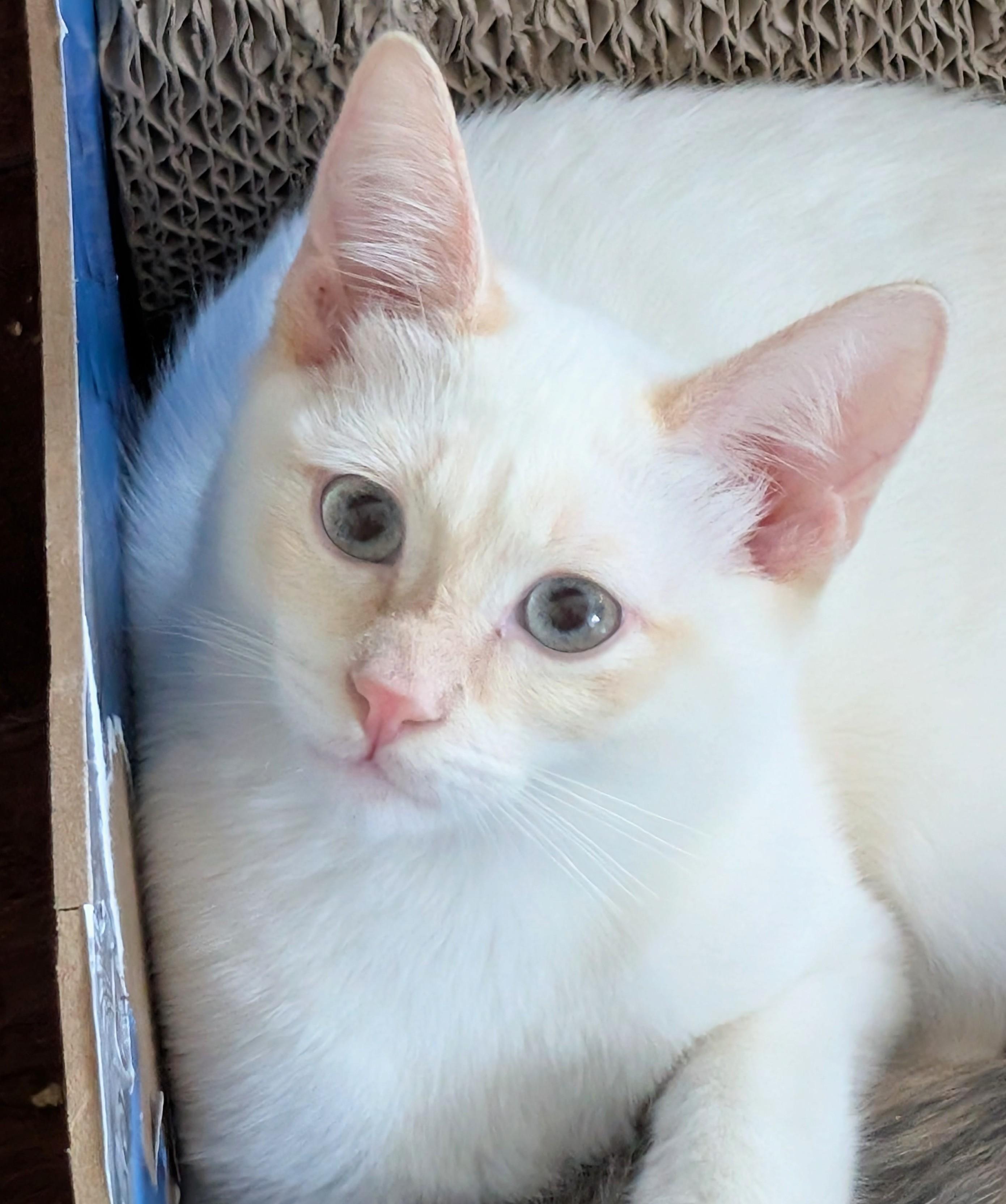 Enlarge Reilly, a Adoptable Siamese in San Diego, CA image 2/4
