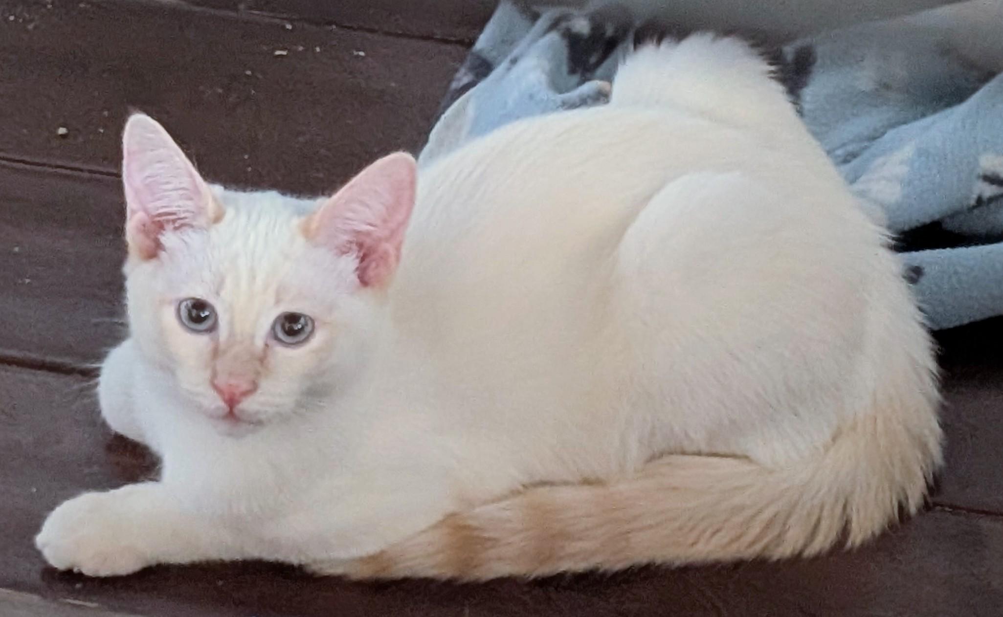Enlarge Reilly, a Adoptable Siamese in San Diego, CA image 4/4