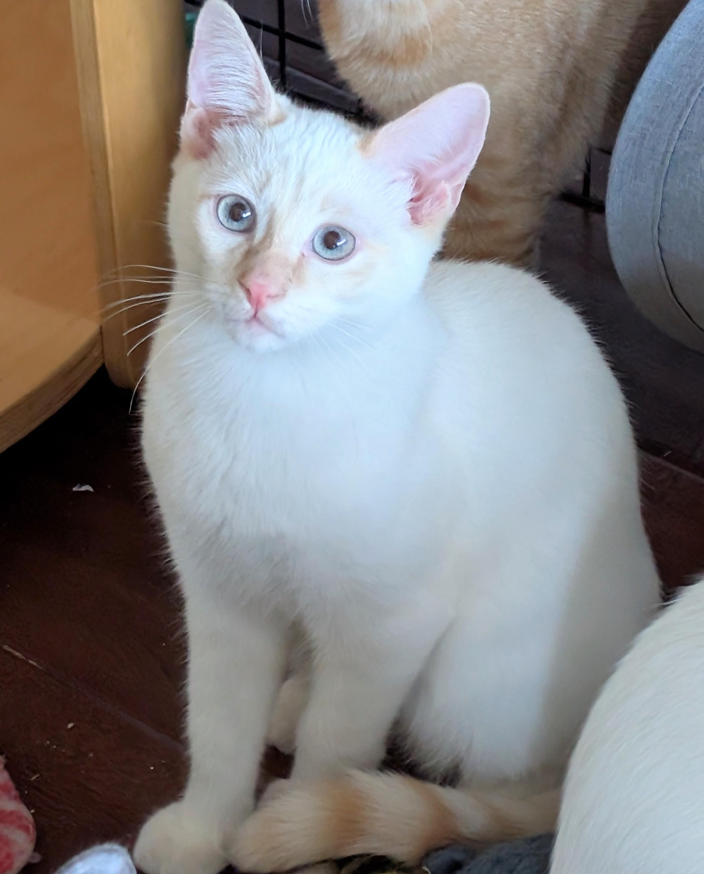 Enlarge Reilly, a Adoptable Siamese in San Diego, CA image 3/4