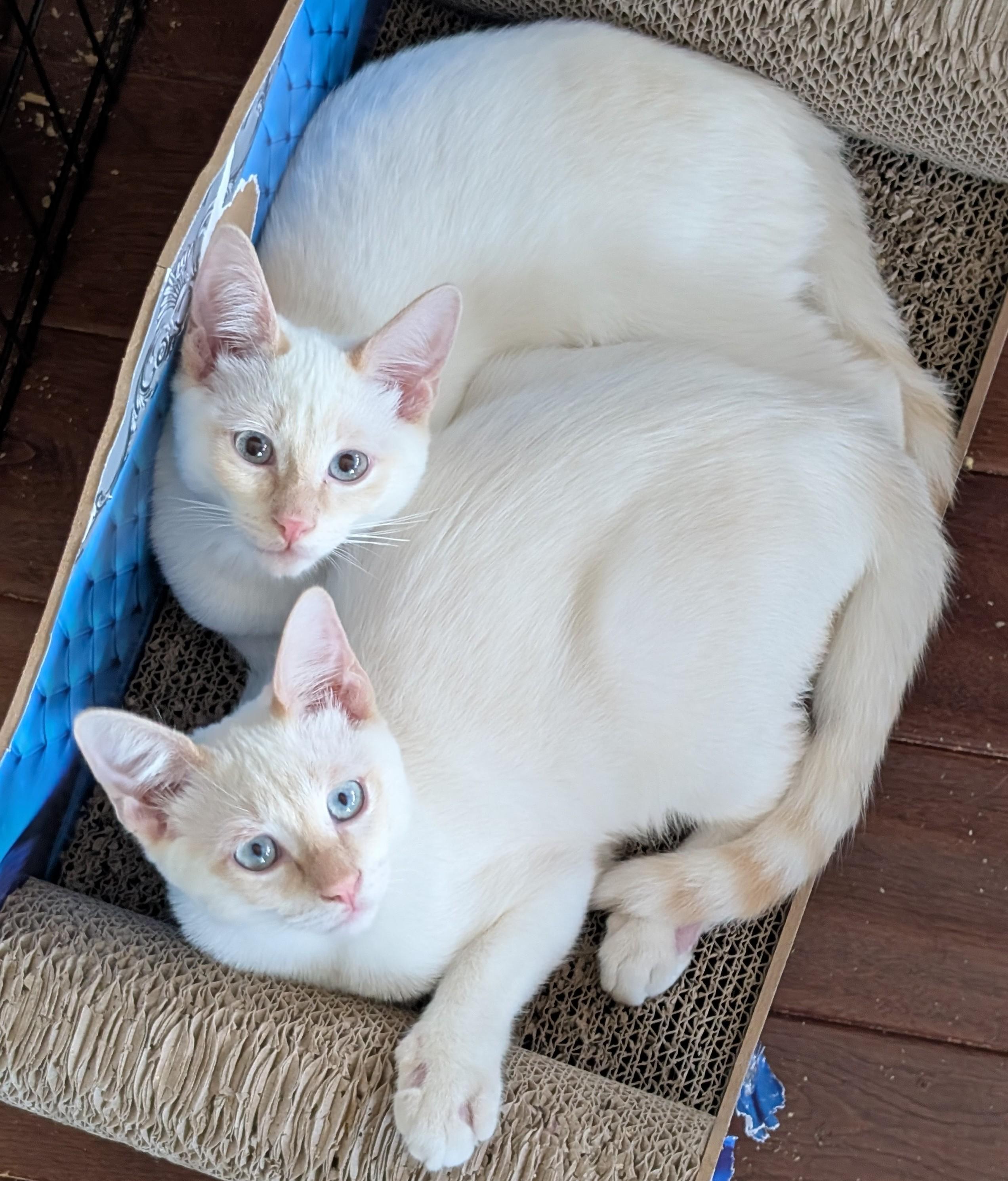 Enlarge Reilly, a Adoptable Siamese in San Diego, CA image 1/4