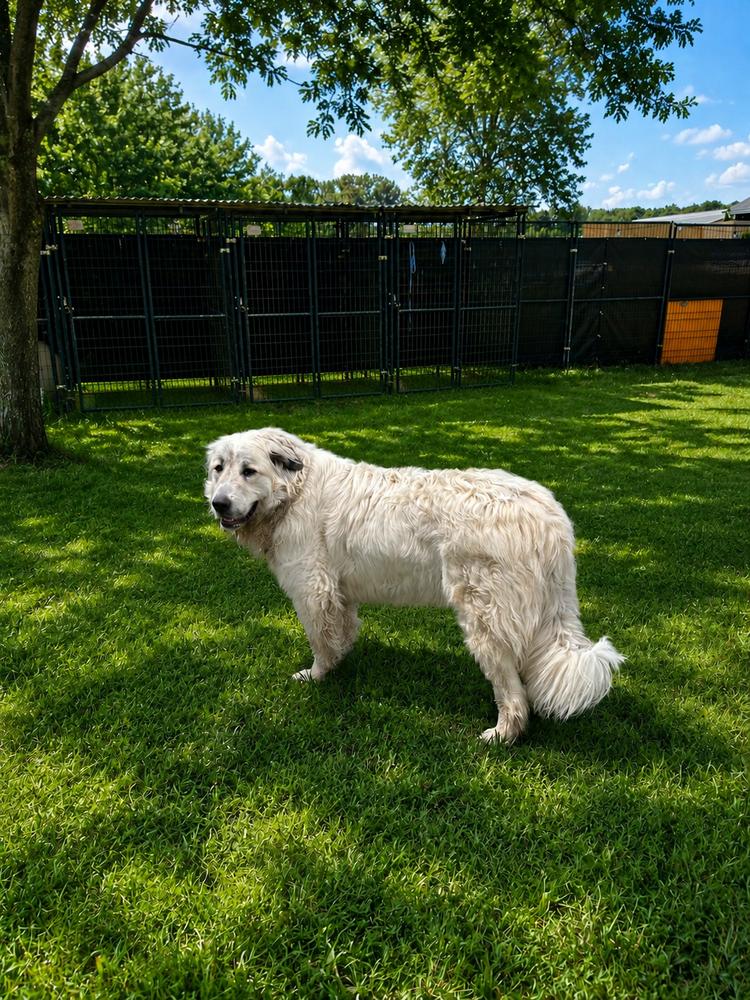 Enlarge Freya, a Adoptable Great Pyrenees in Brownstown, IN image 1/1