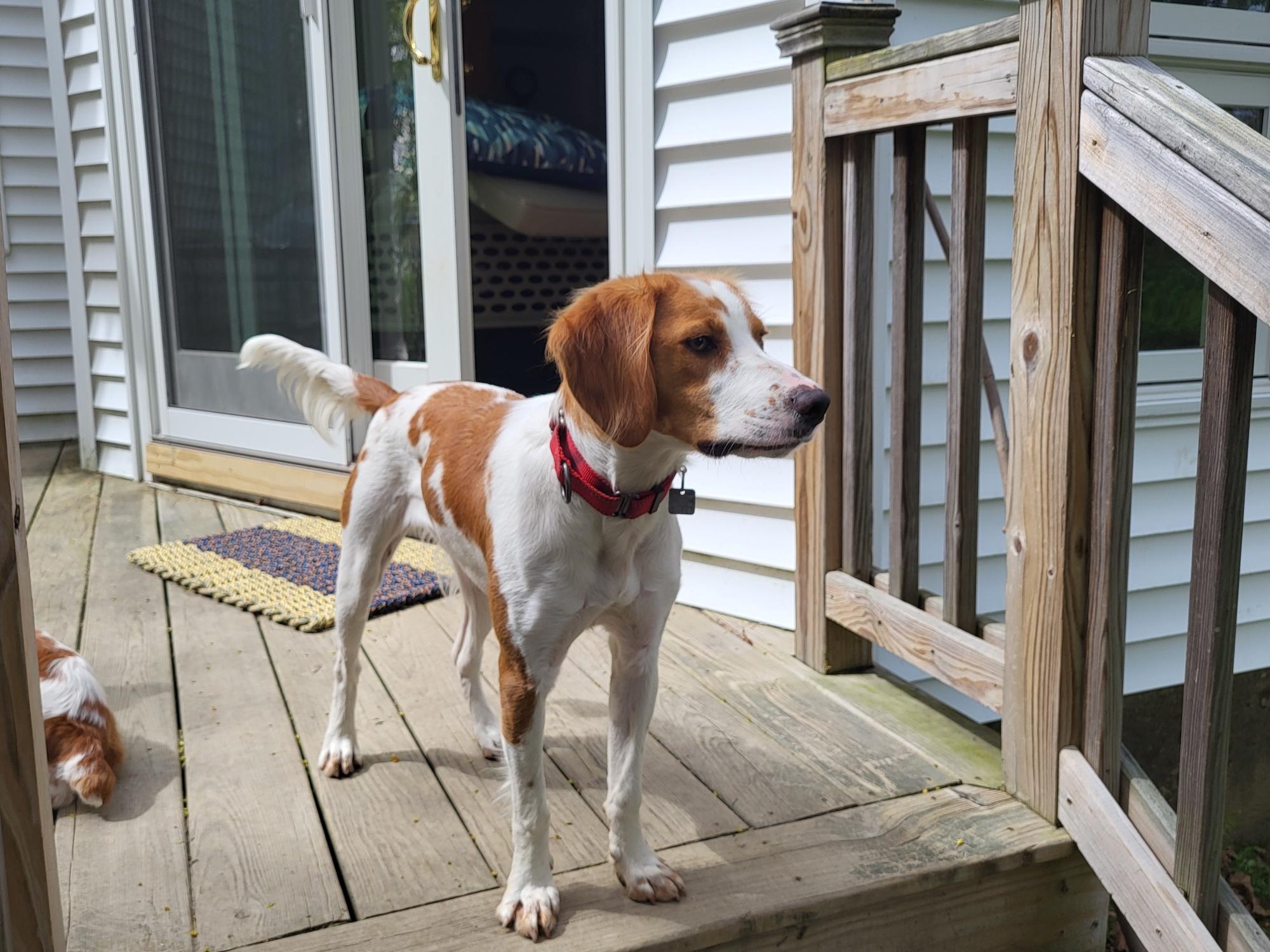 Sophie, a ADOPTABLE Brittany Spaniel in Marion, MA image 3/4