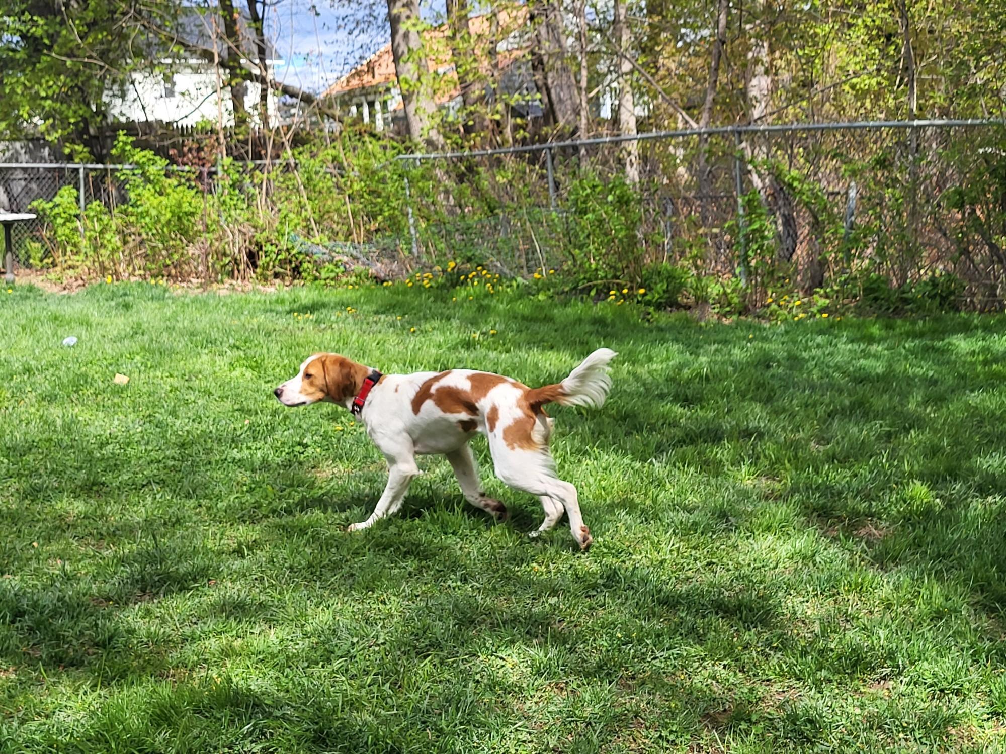Sophie, a ADOPTABLE Brittany Spaniel in Marion, MA image 2/4