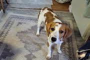 Sophie, a ADOPTABLE Brittany Spaniel in Marion, MA image 1/4