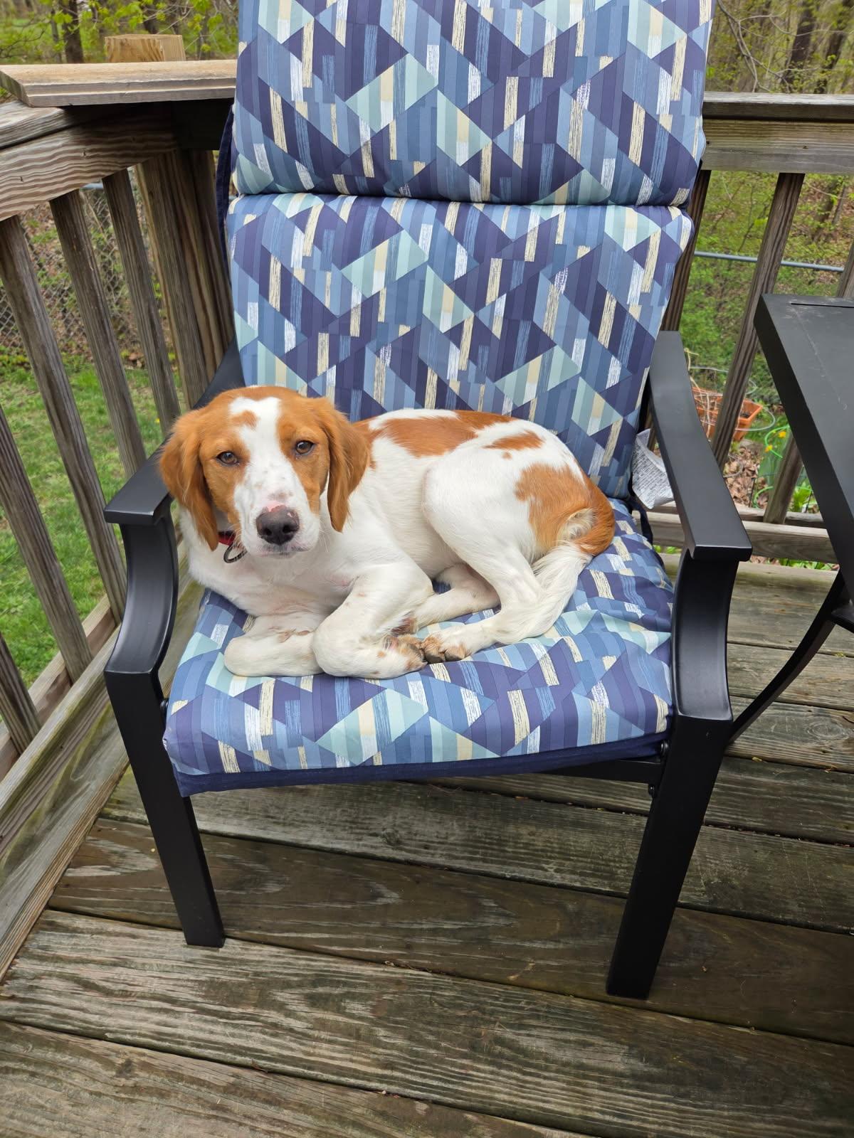 Sophie, a ADOPTABLE Brittany Spaniel in Marion, MA image 4/4