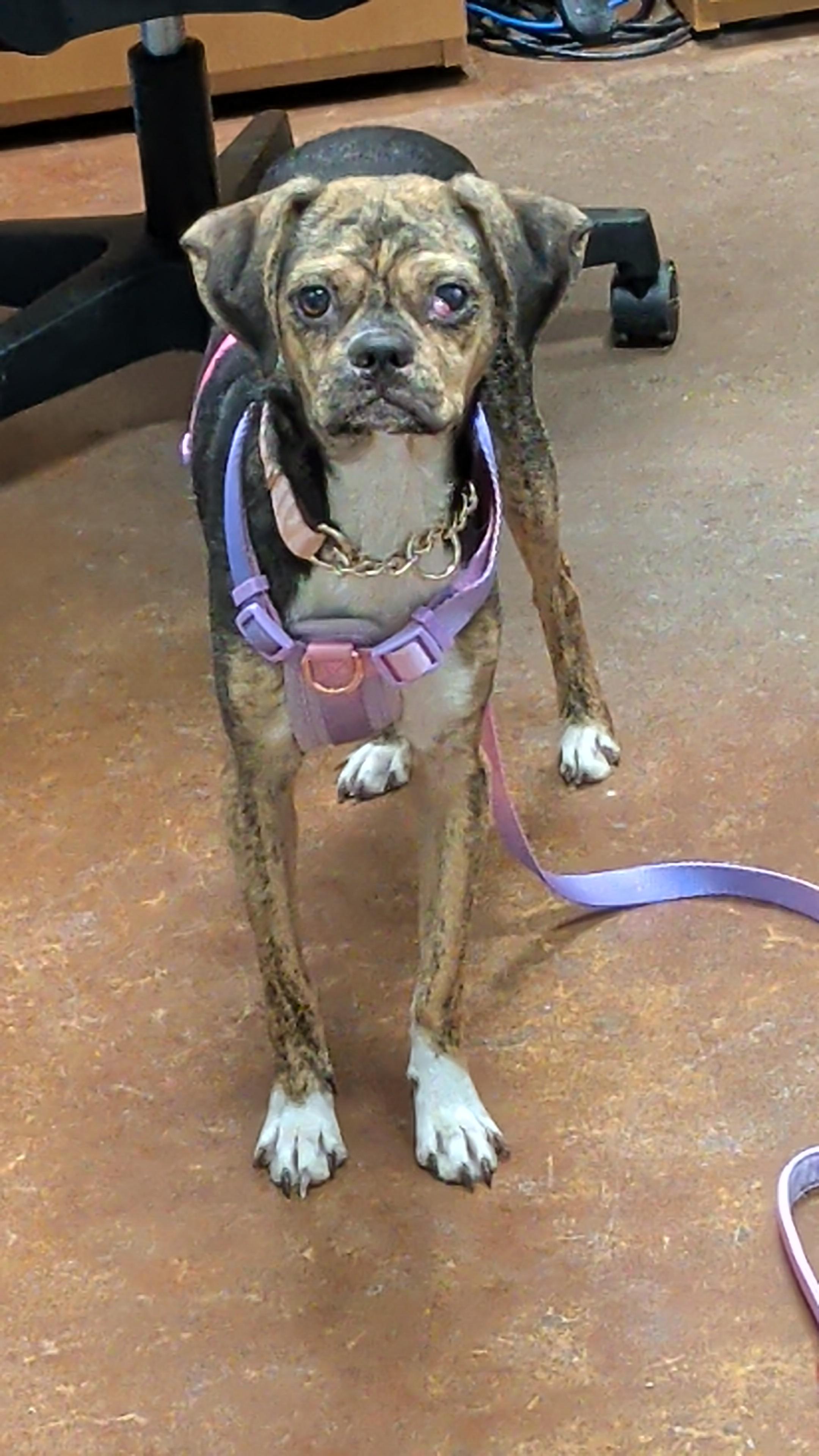 Enlarge Lilac, a Adoptable mixed breed in New Orleans, LA image 5/5