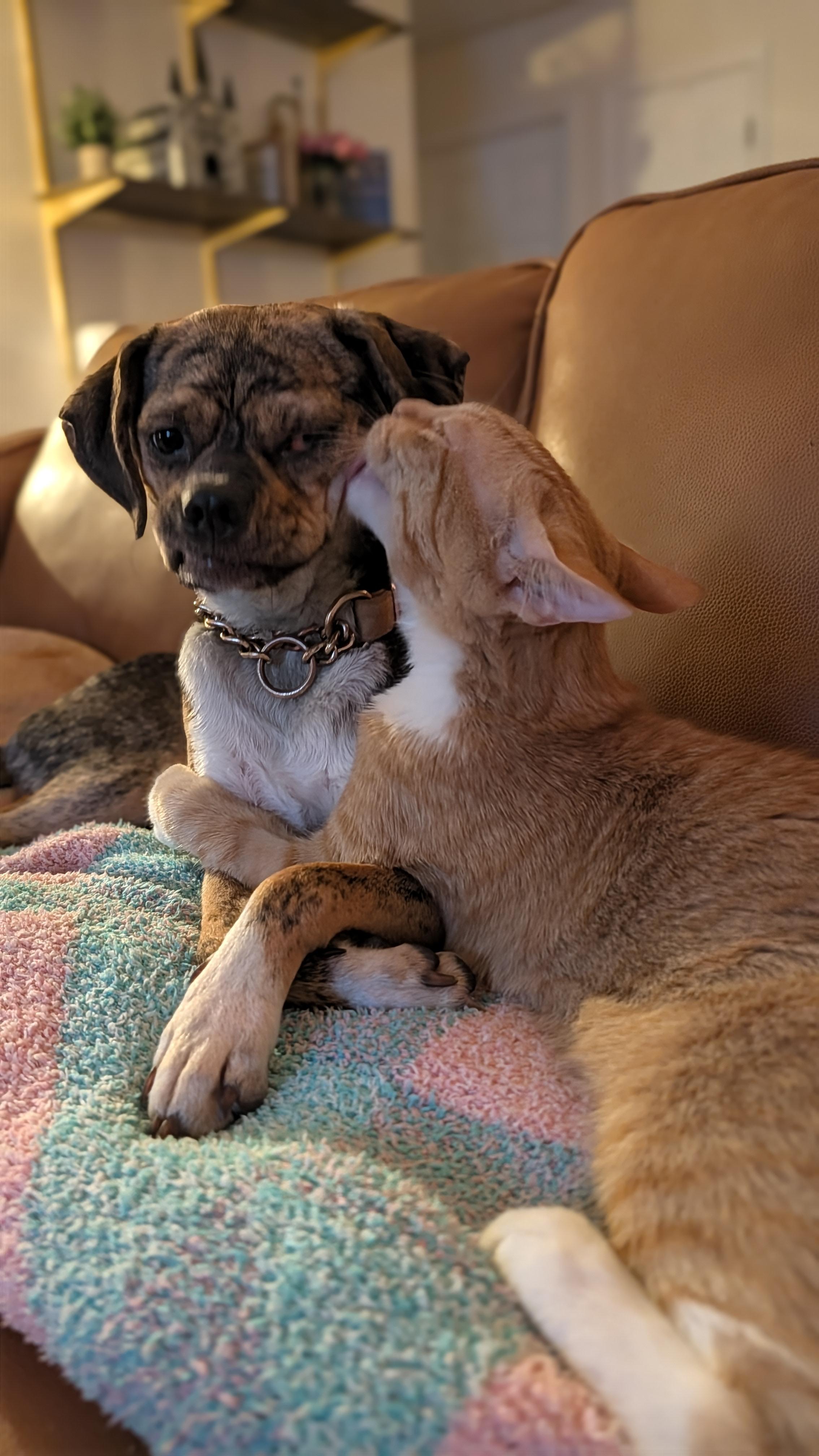 Enlarge Lilac, a Adopted mixed breed in New Orleans, LA image 1/5
