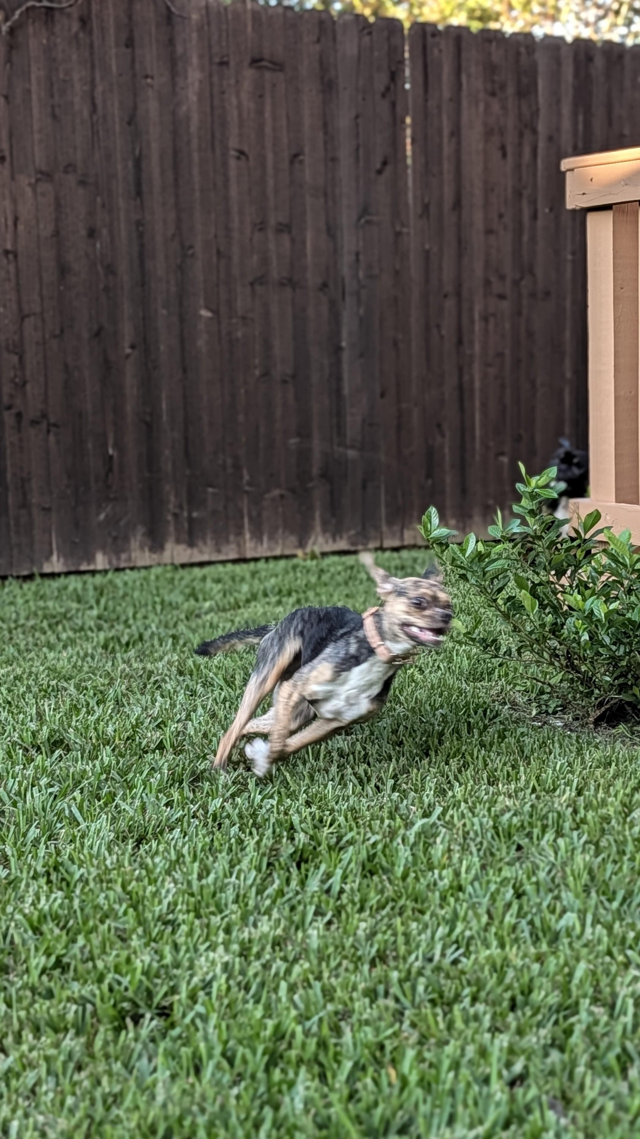 Enlarge Lilac, a Adoptable mixed breed in New Orleans, LA image 3/5