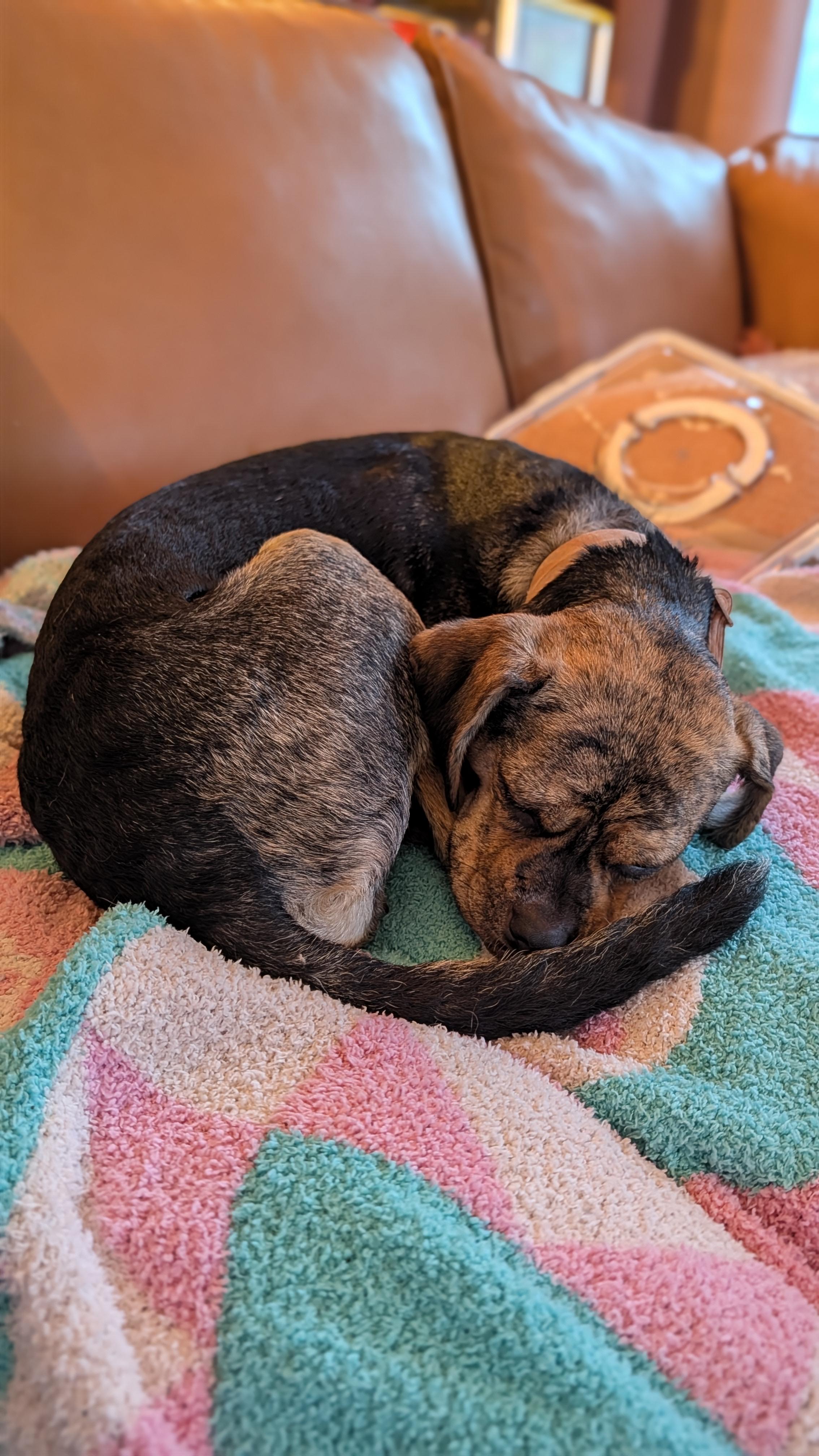 Enlarge Lilac, a Adopted mixed breed in New Orleans, LA image 3/5