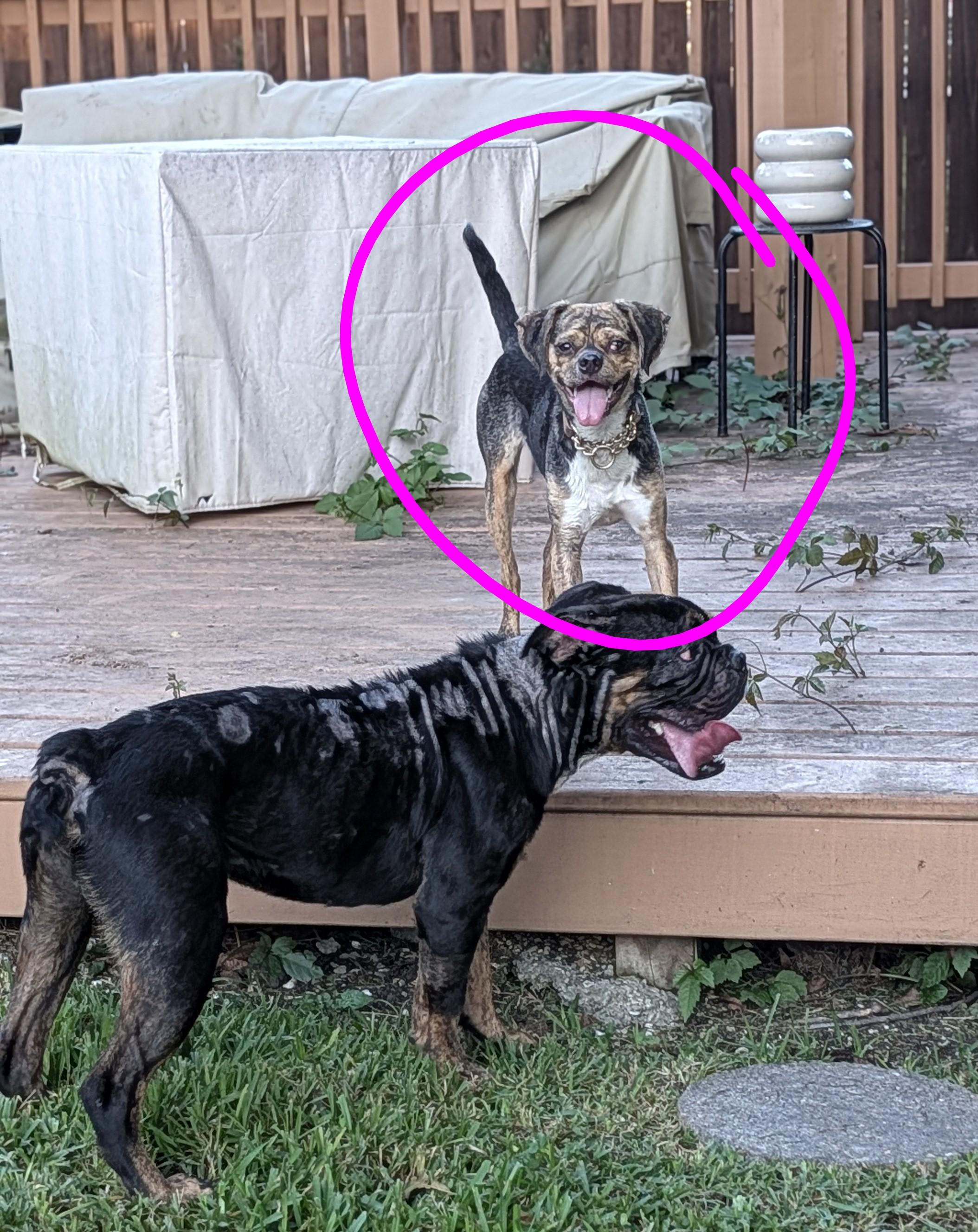Enlarge Lilac, a Adoptable mixed breed in New Orleans, LA image 2/5