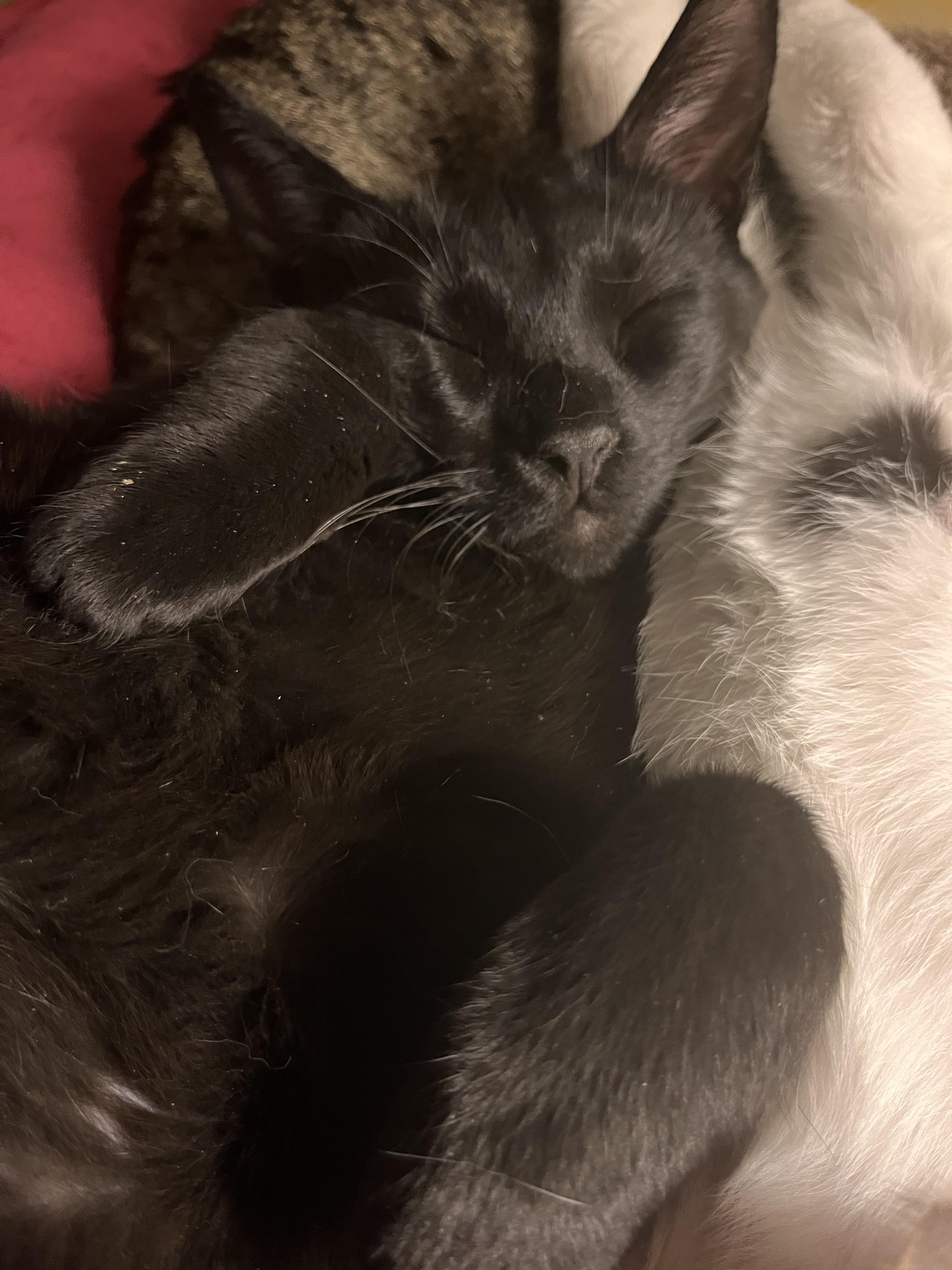 Stetson, adopted, Young Male American Shorthair & Domestic Short Hair.