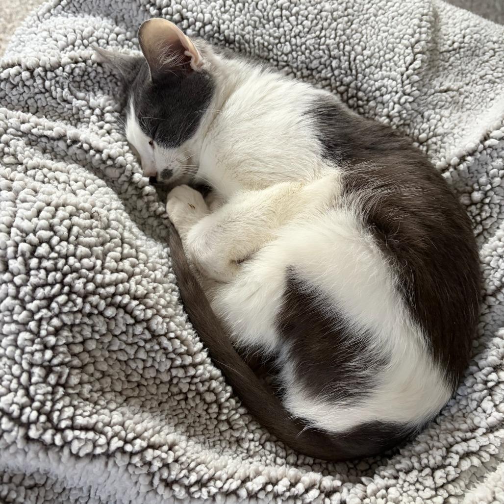 Ferb, Adoptable, Young Male Domestic Short Hair.