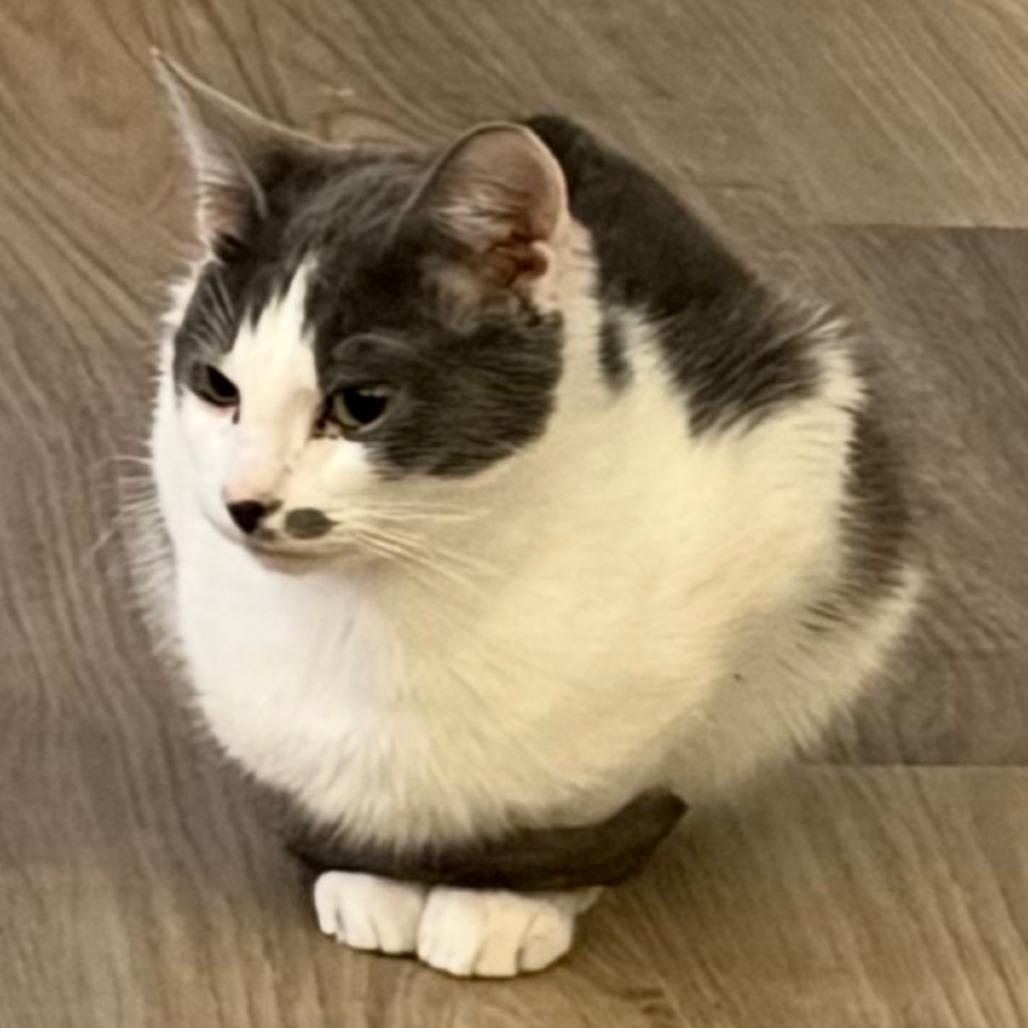 Enlarge Ferb, a Adoptable Domestic Short Hair in Huntsville, AL image 2/4