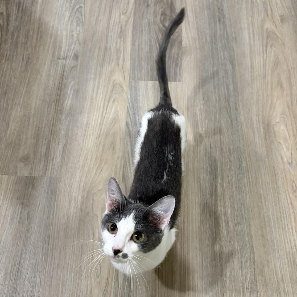 Enlarge Ferb, a Adoptable Domestic Short Hair in Huntsville, AL image 3/4