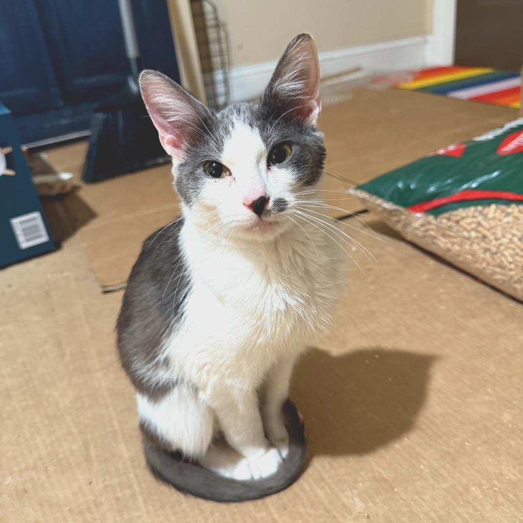 Enlarge Ferb, a Adoptable Domestic Short Hair in Huntsville, AL image 4/4