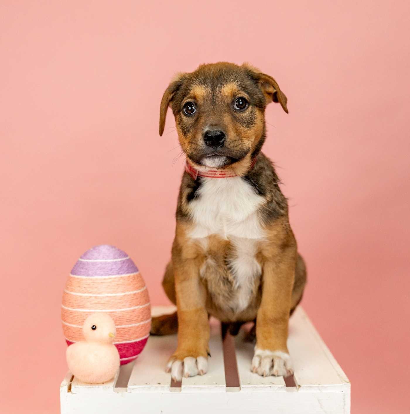 227-26, ADOPTABLE, Young Male Shepherd.