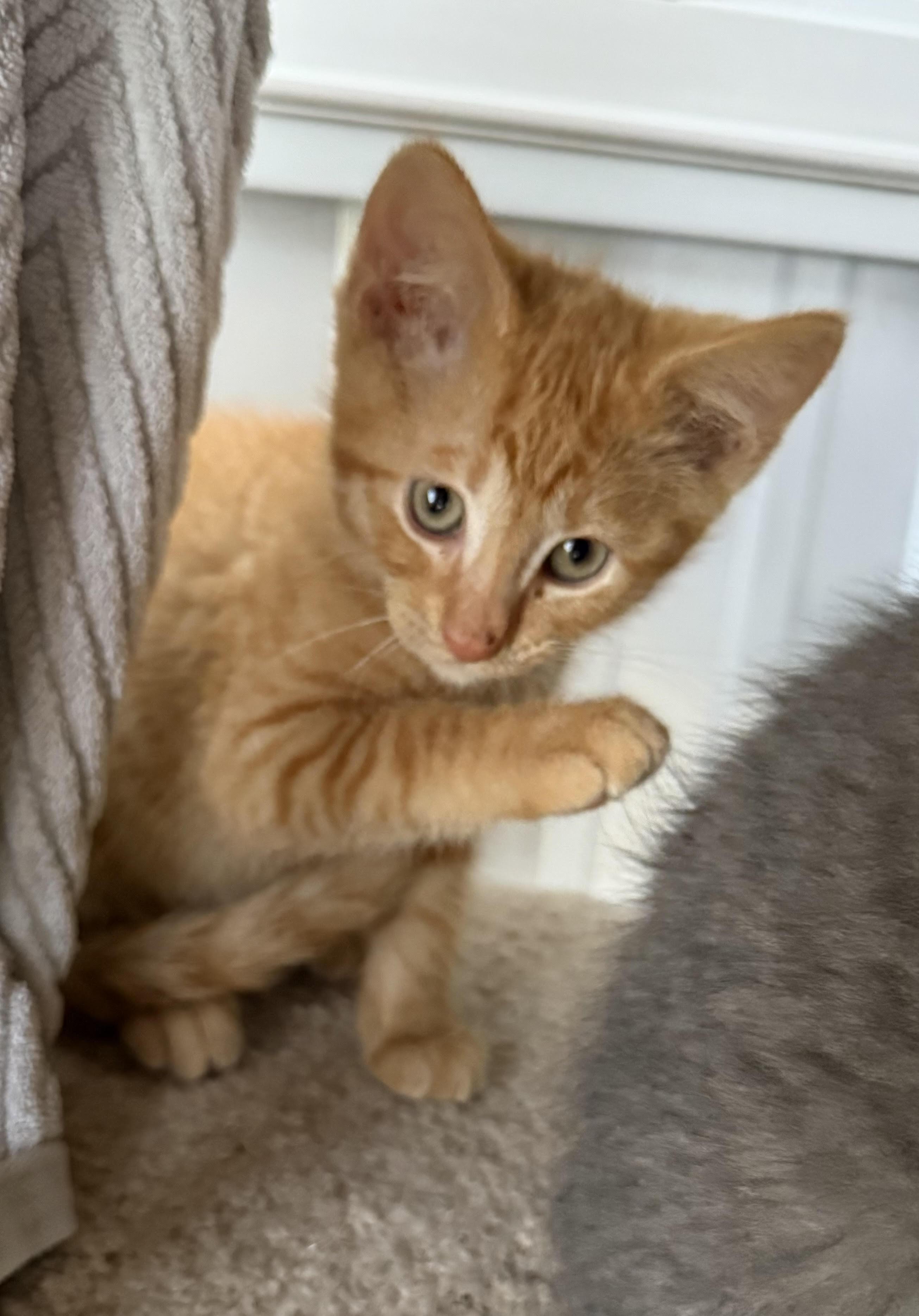 Enlarge Skittles, a Adoptable Domestic Short Hair in Butte, MT image 4/5