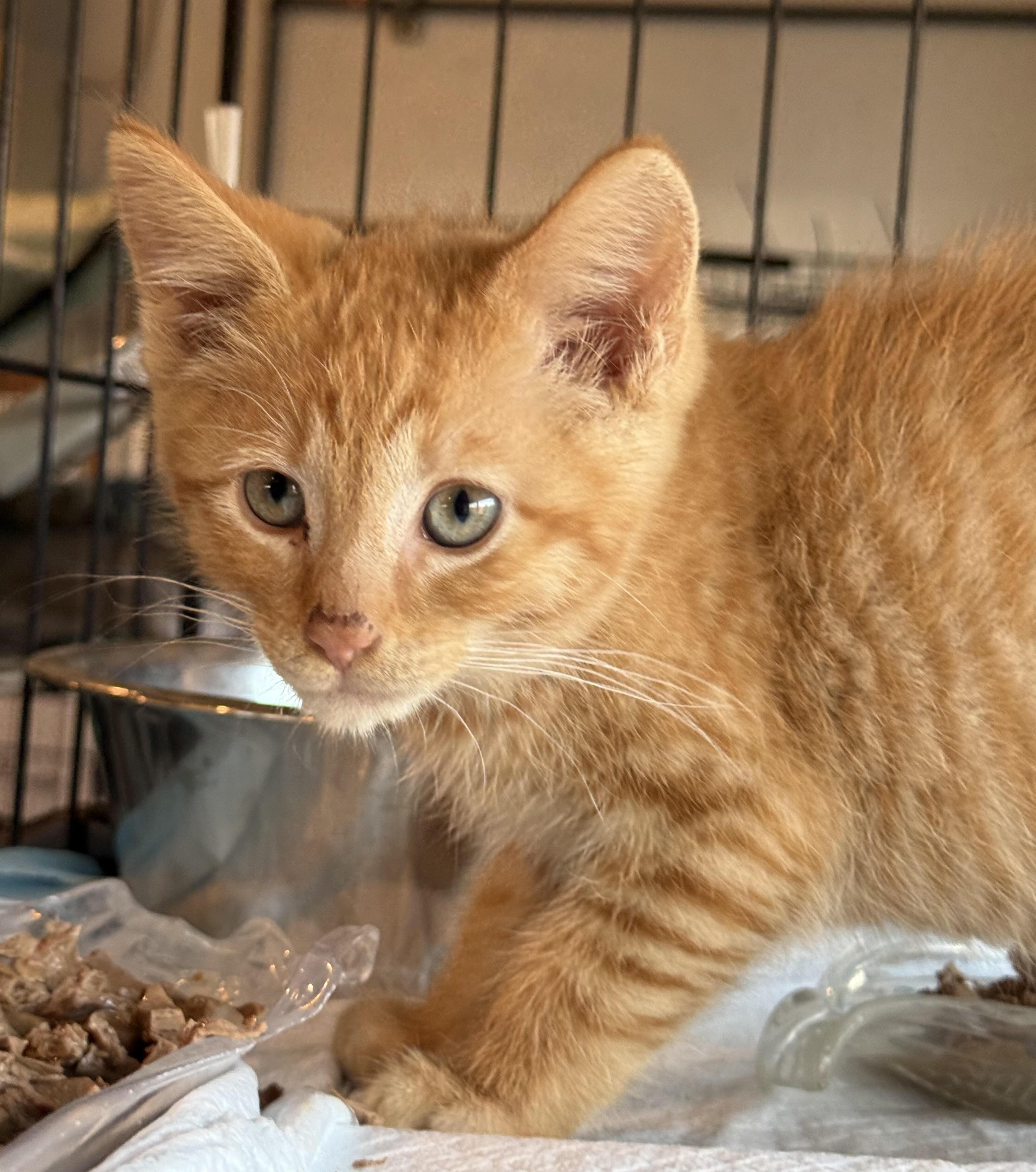 Enlarge Skittles, a Adoptable Domestic Short Hair in Butte, MT image 5/5