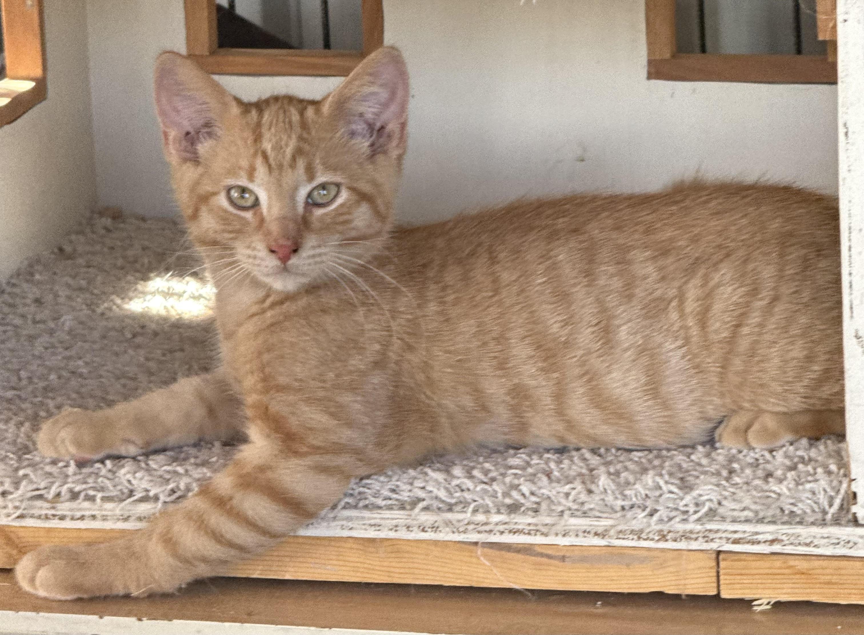 Enlarge Skittles, a Adoptable Domestic Short Hair in Butte, MT image 2/5