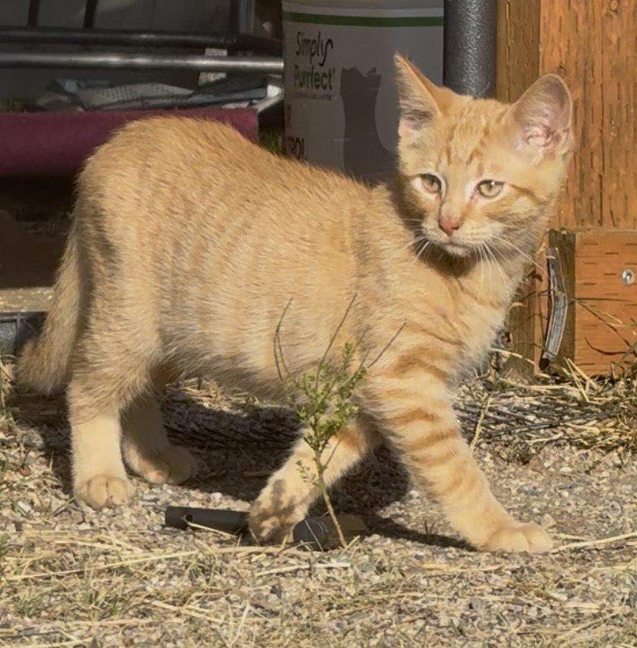 Skittles, Adoptable, Young Male Domestic Short Hair.