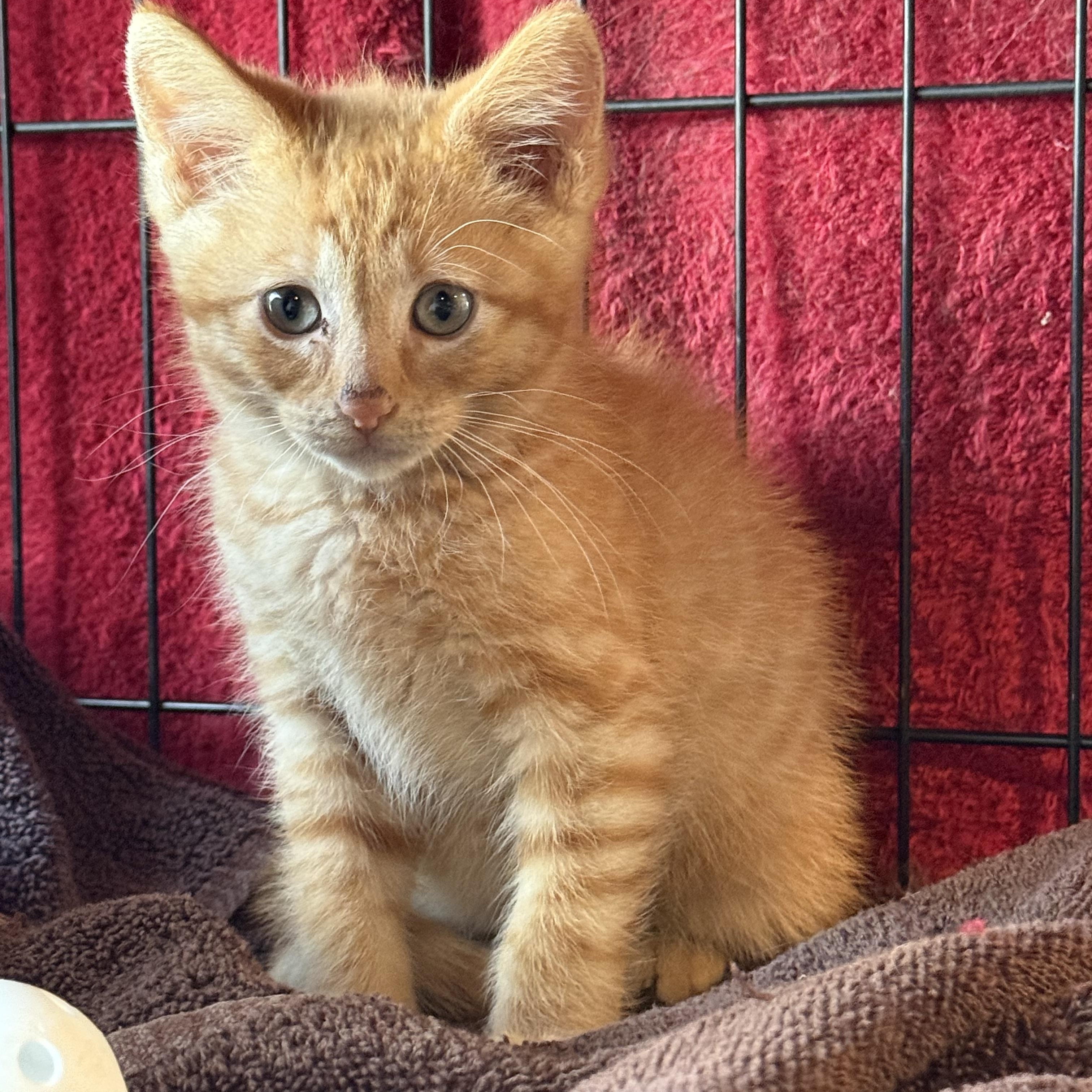 Enlarge Skittles, a Adoptable Domestic Short Hair in Butte, MT image 3/5