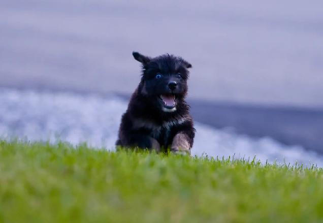 Kona - male K puppy 6