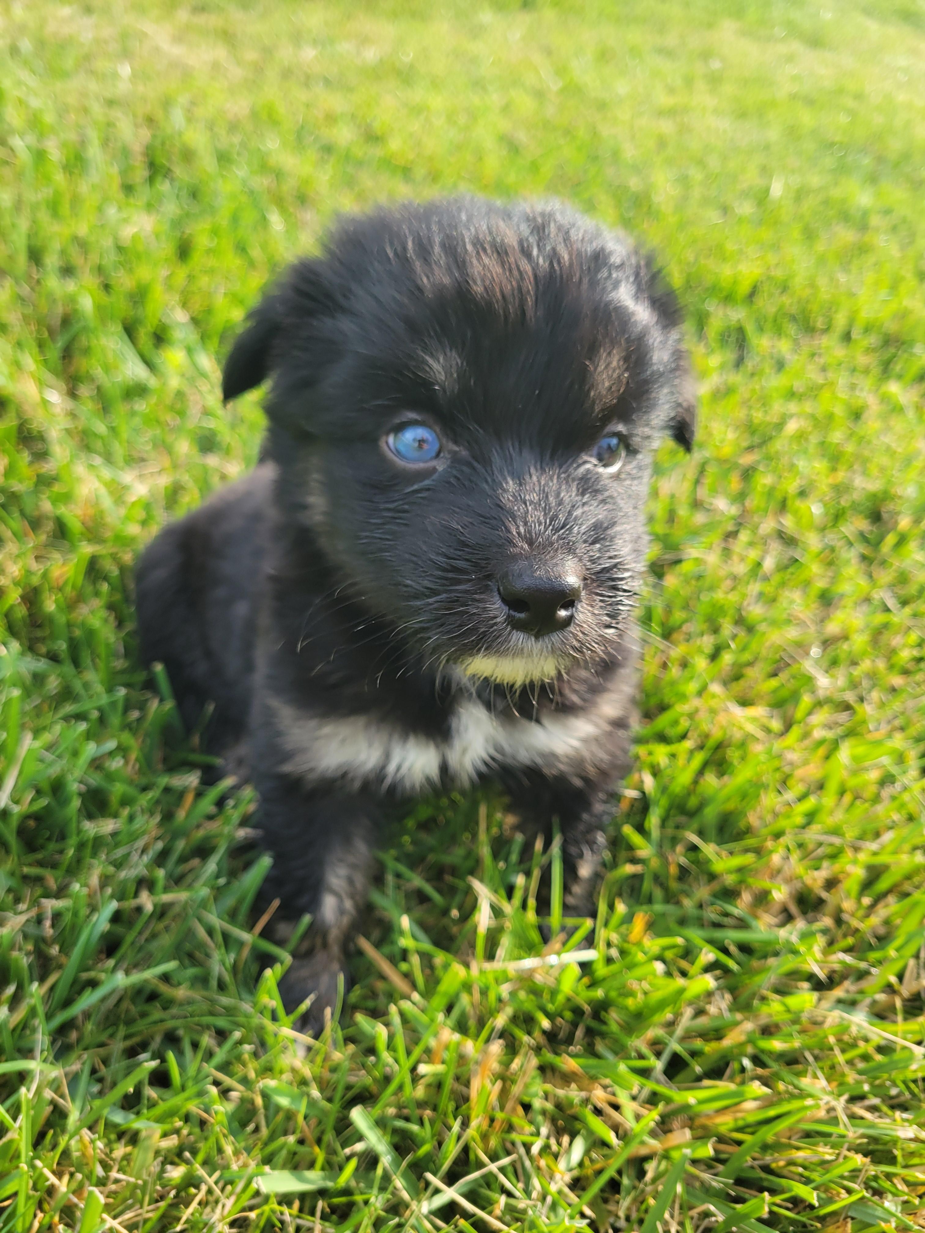 Kona - male K puppy 2