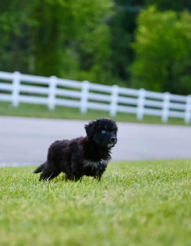 Kona - male K puppy 5