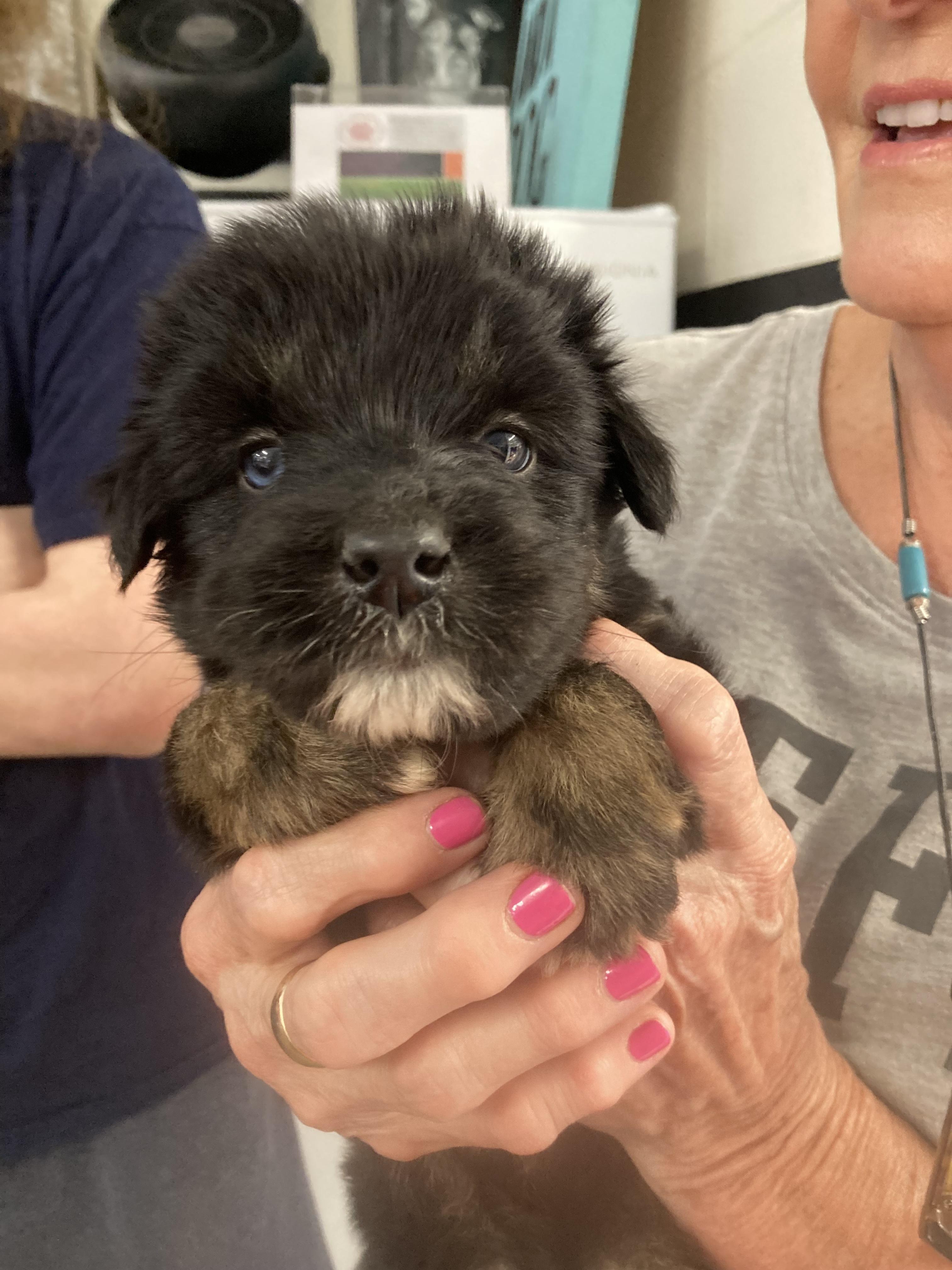 Kona - male K puppy 3