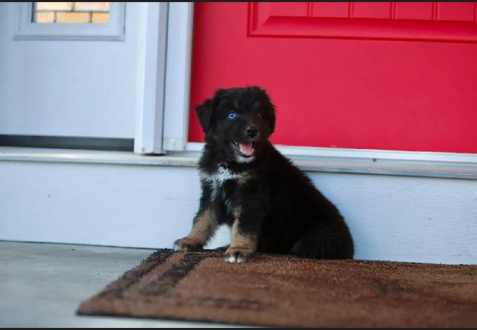Kona - male K puppy