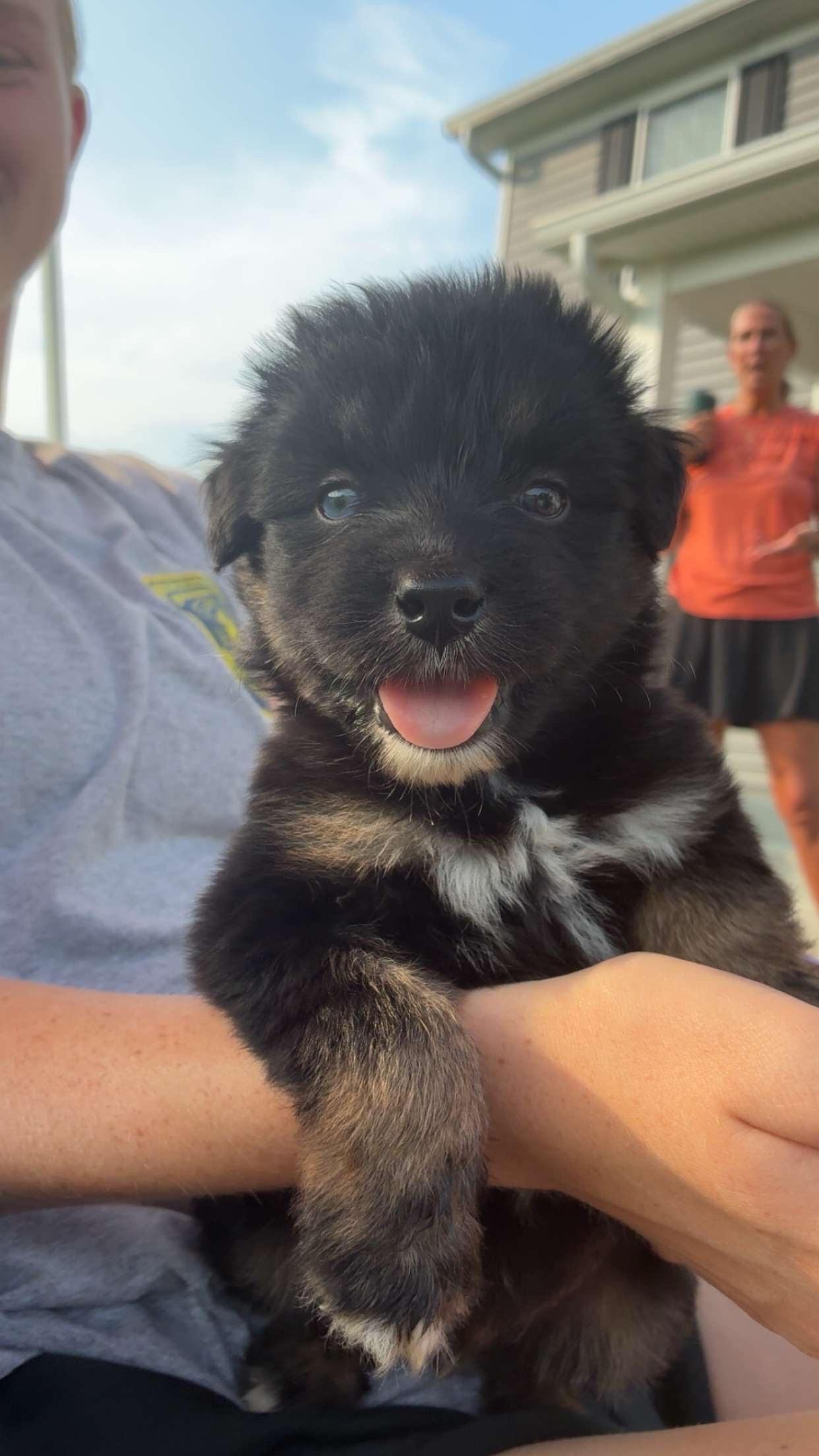 Kona - male K puppy 4