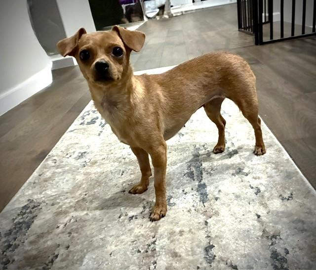 Enlarge Little Red Riding Hood, a ADOPTABLE mixed breed in Santa Rosa, CA image 6/6
